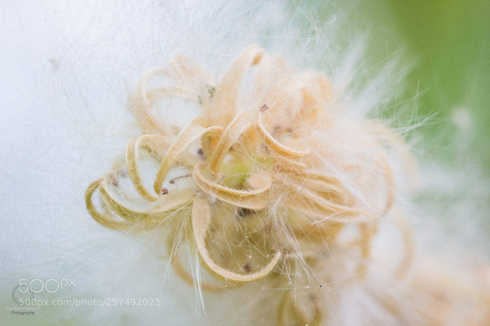 Canon EOS 60D sample photo. Tree flower photography