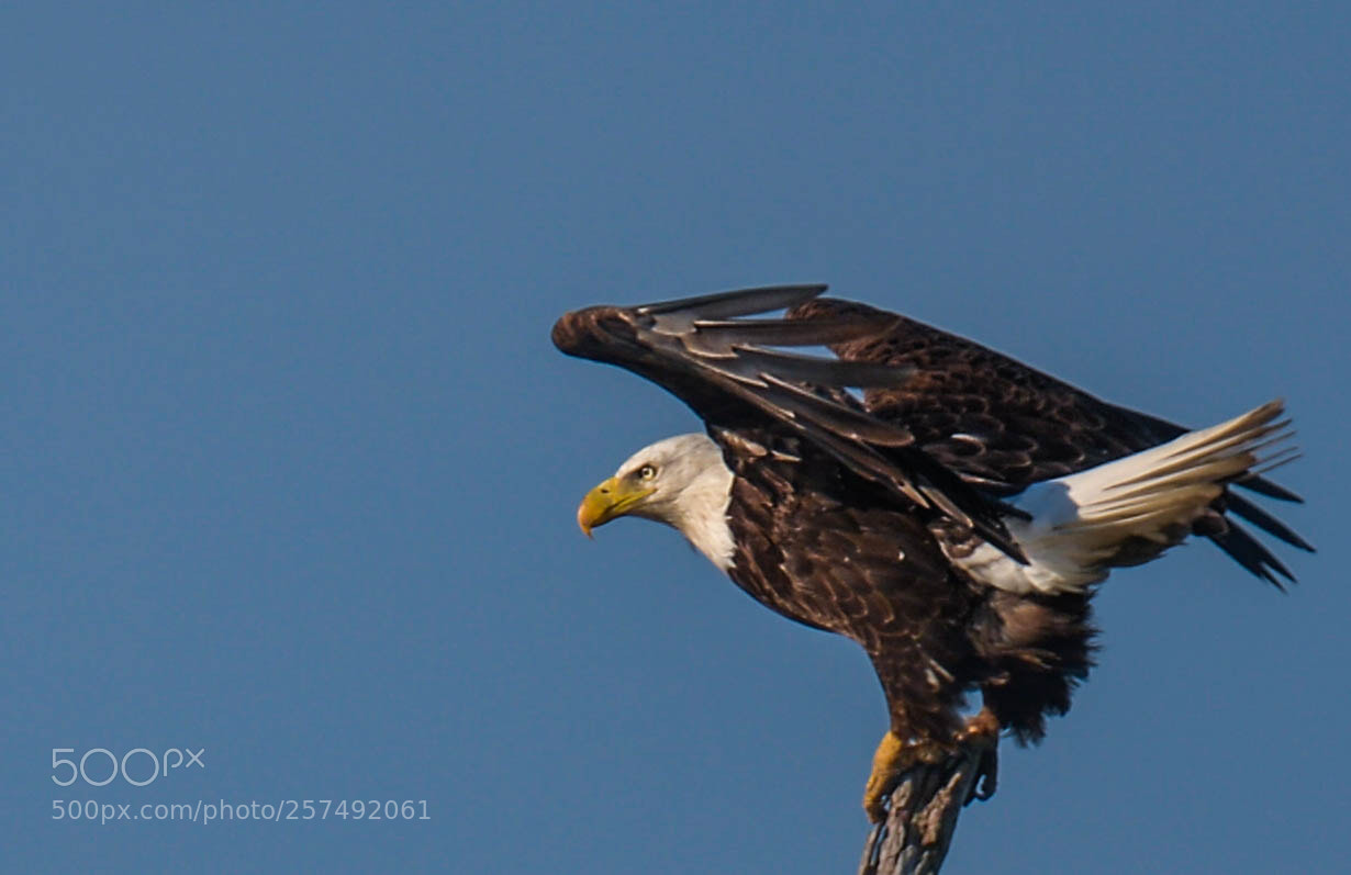 Nikon D4 sample photo. Bald eagle launching off! photography