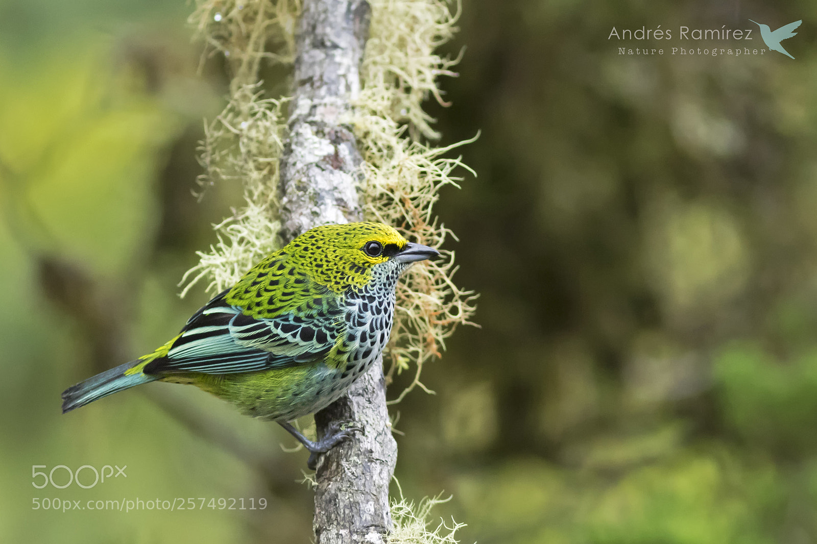 Canon EOS 7D Mark II sample photo. Speckled tanager (tangara guttata) photography