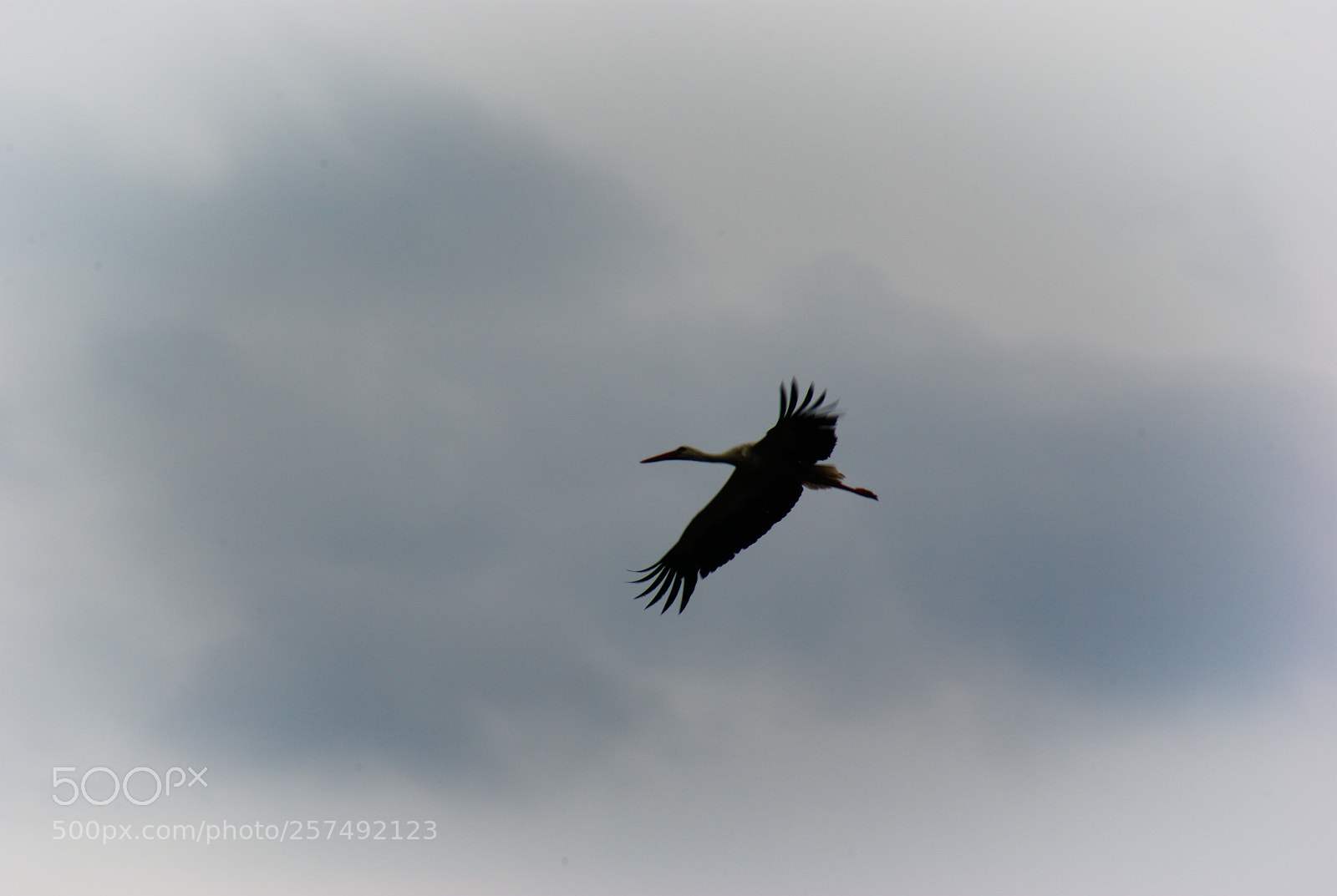 Pentax K10D sample photo. The flight of the photography