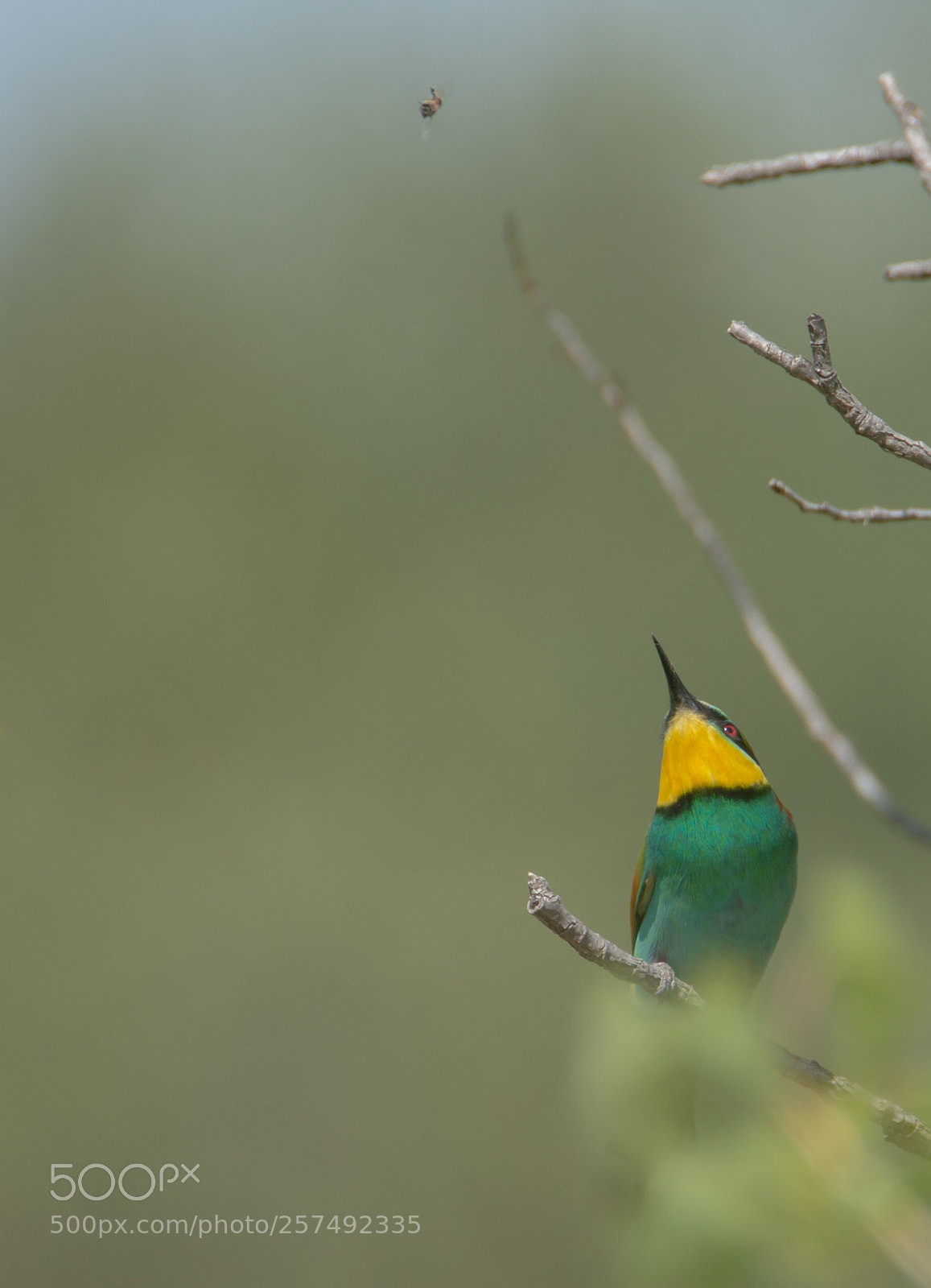 Nikon D610 sample photo. Bee eater. photography