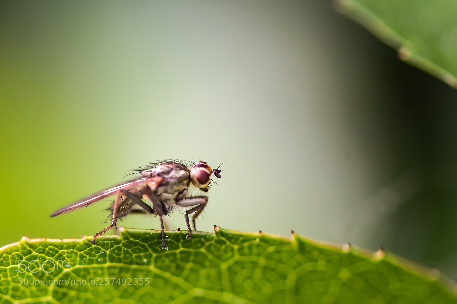 Nikon D500 sample photo. Fly photography