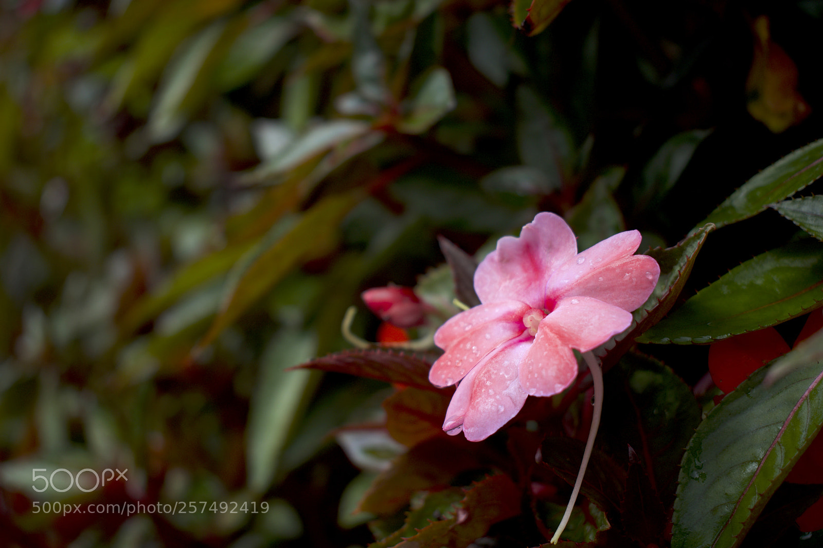 Nikon D5500 sample photo. Muro2 photography