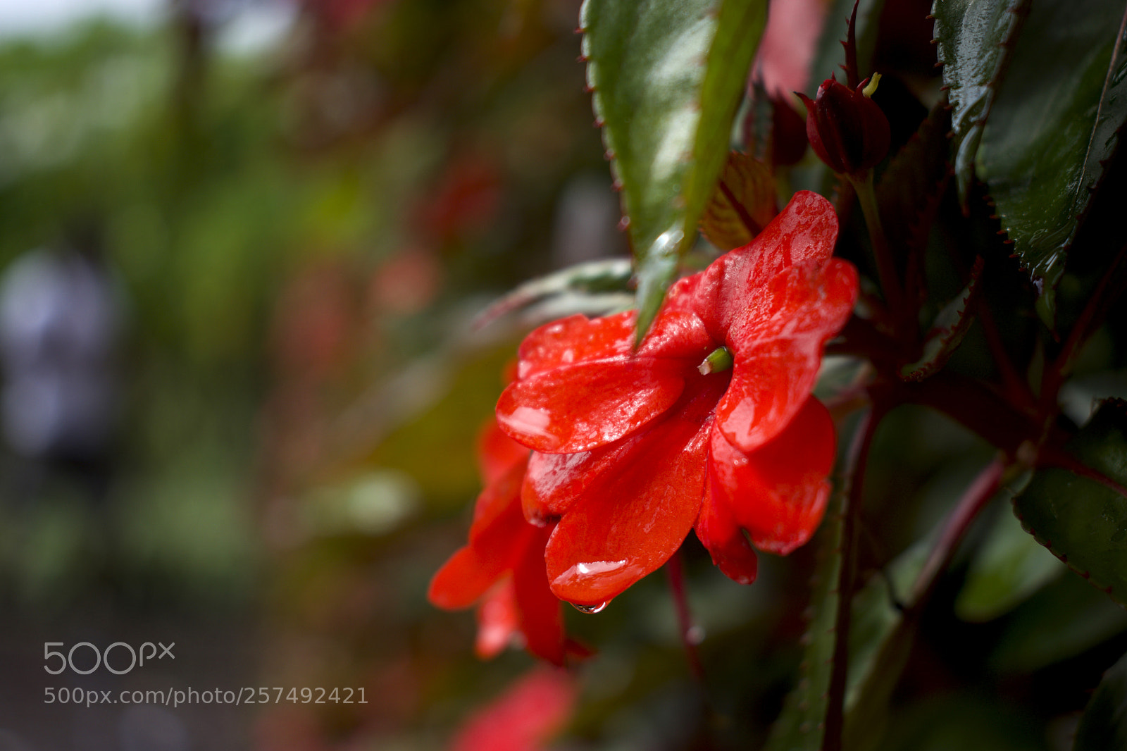 Nikon D5500 sample photo. Muro1 photography