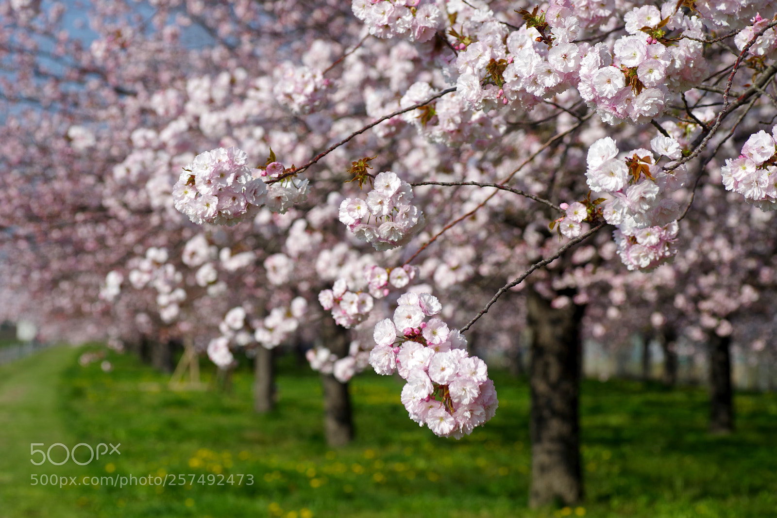 Pentax K-1 sample photo. Double flowered cherry photography