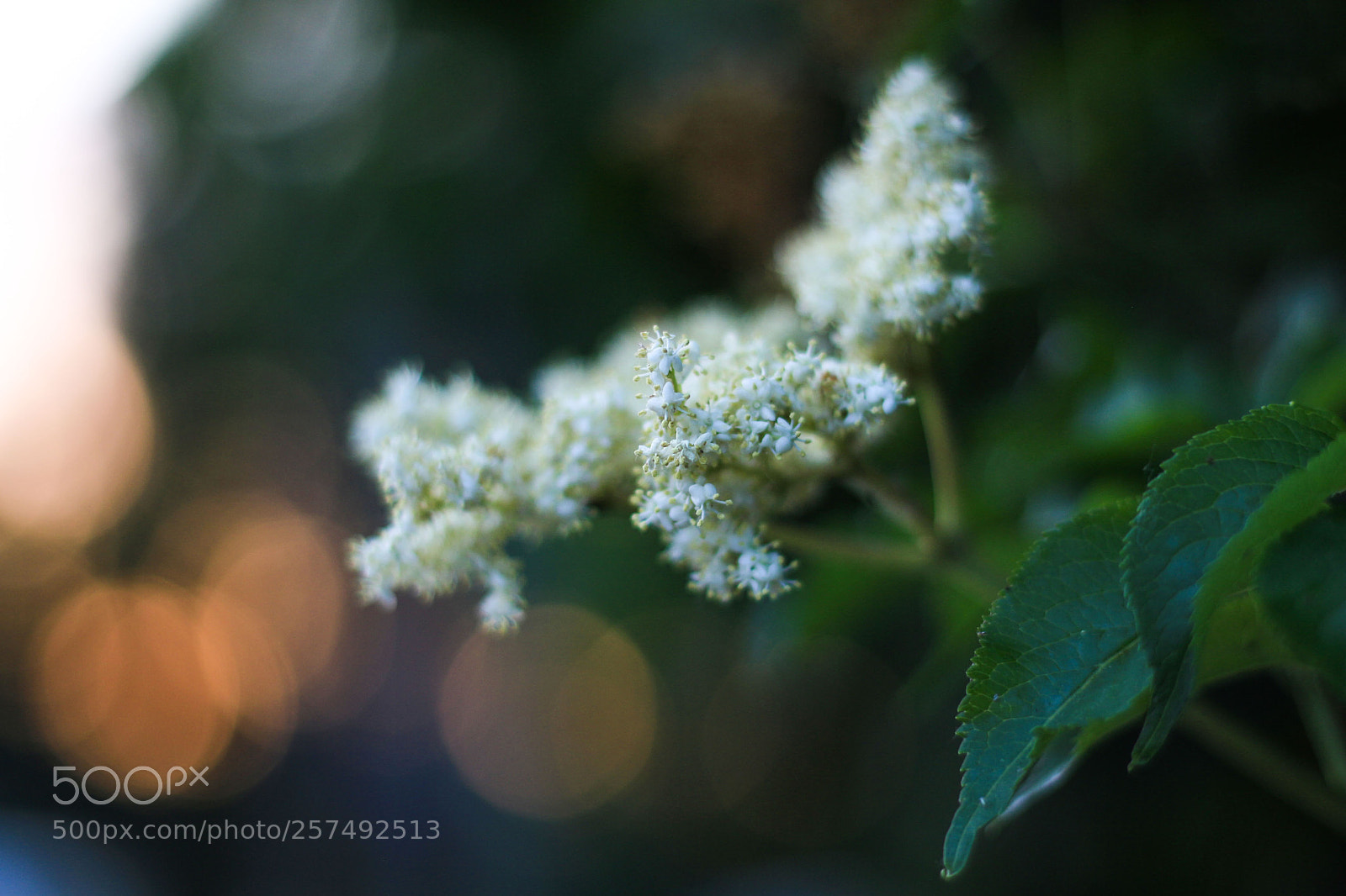 Canon EOS 700D (EOS Rebel T5i / EOS Kiss X7i) sample photo. Elder photography