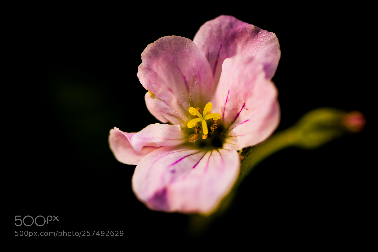 Nikon D500 sample photo. Flower photography