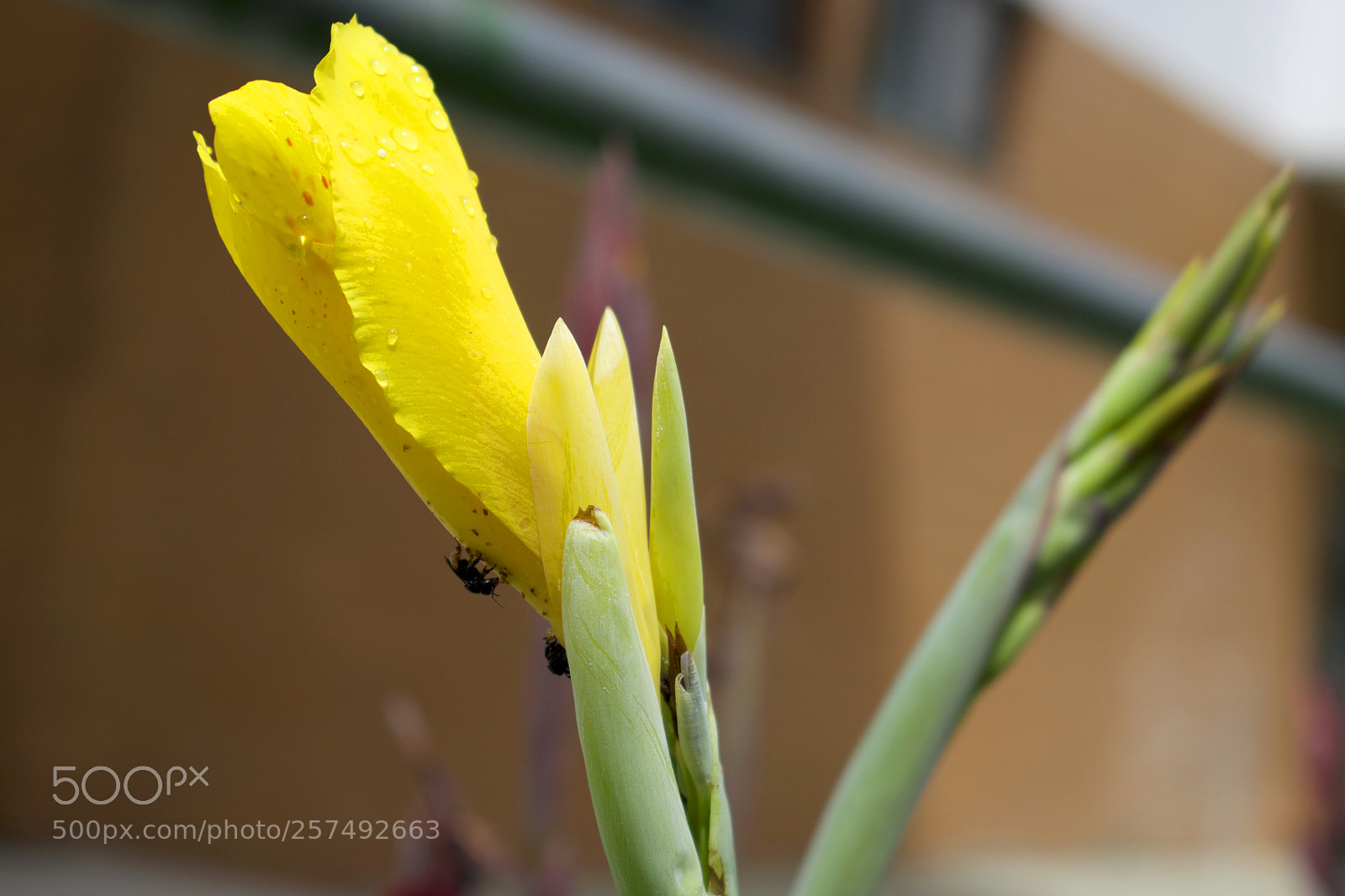 Nikon D5500 sample photo. Amarela1 photography