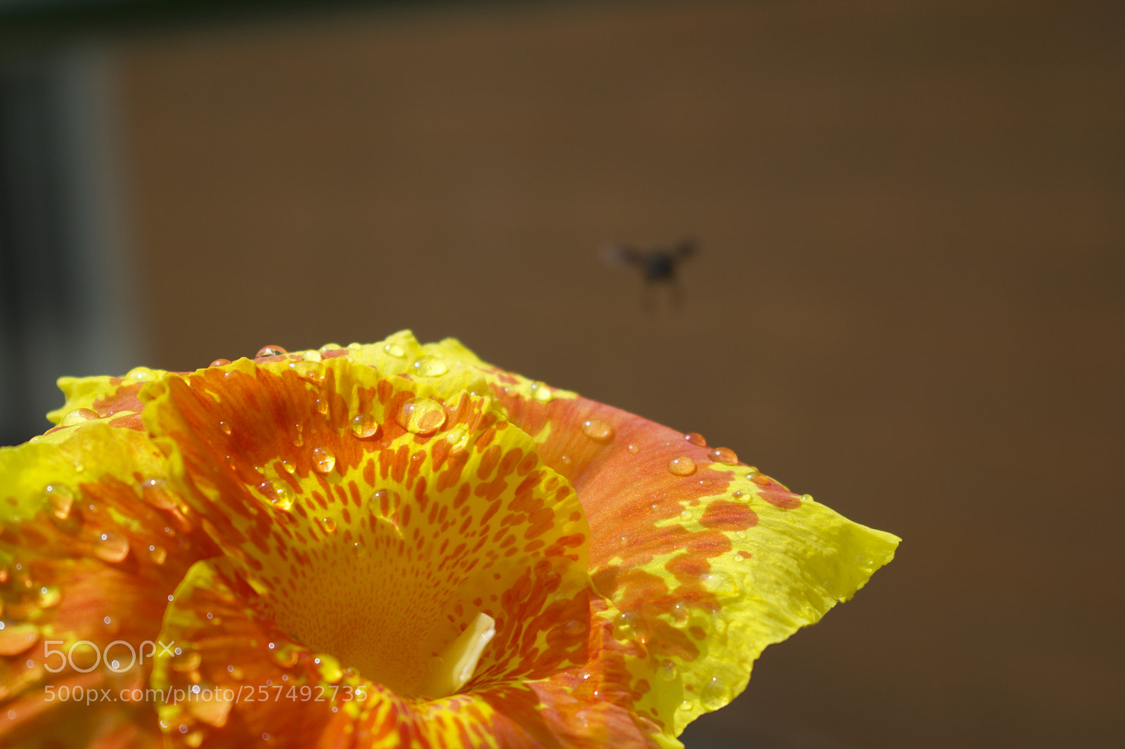 Nikon D5500 sample photo. Laranja1 photography