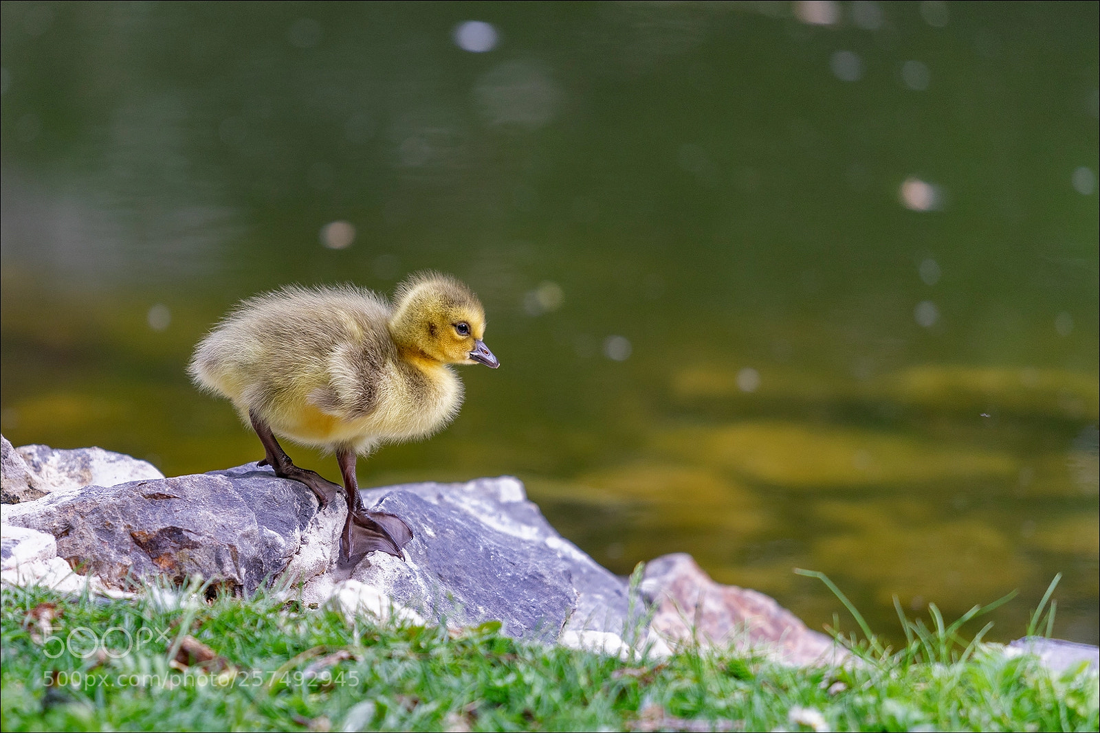 Sony a7 II sample photo. Discovering the world photography