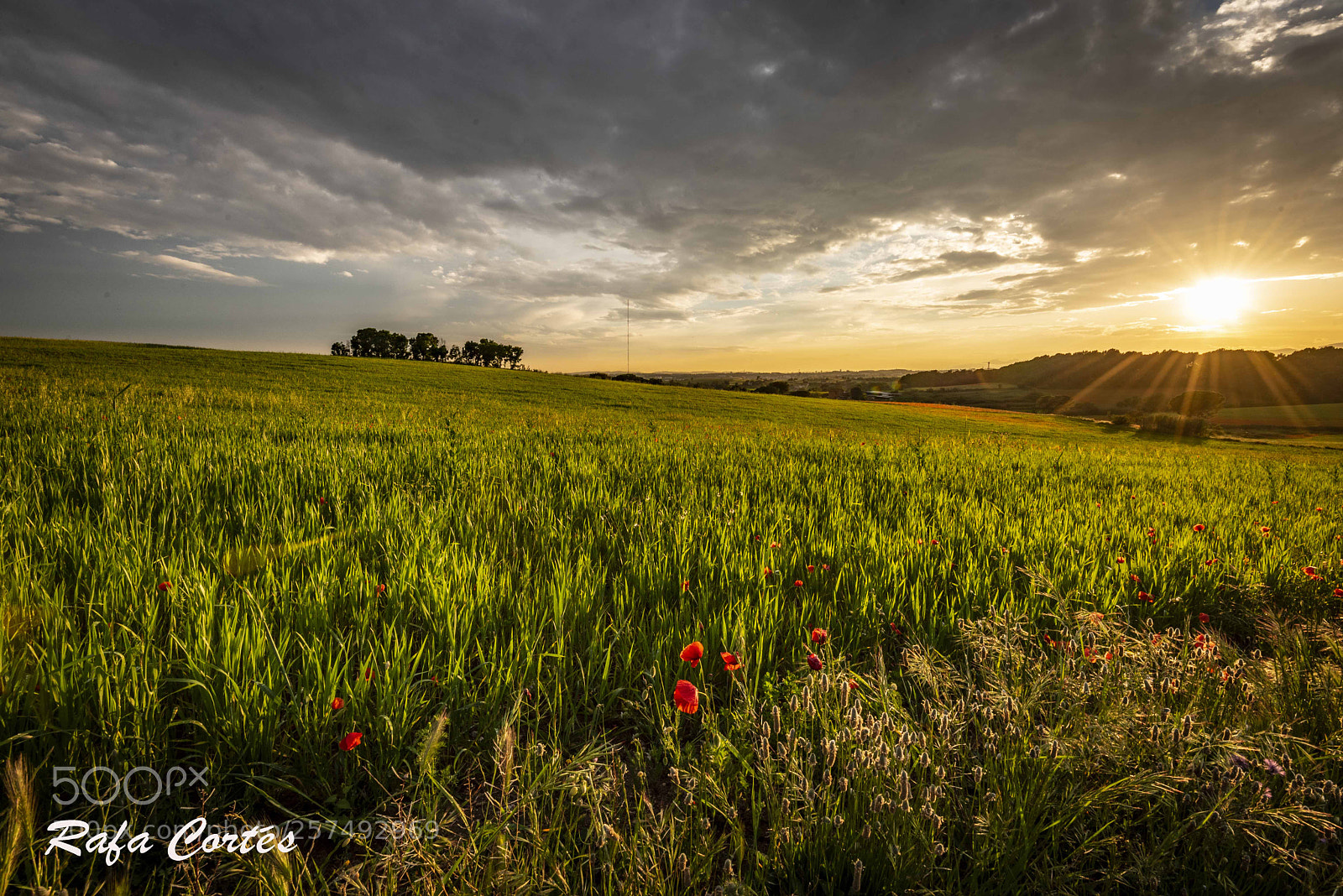 Nikon D750 sample photo. Gallecs primavera photography