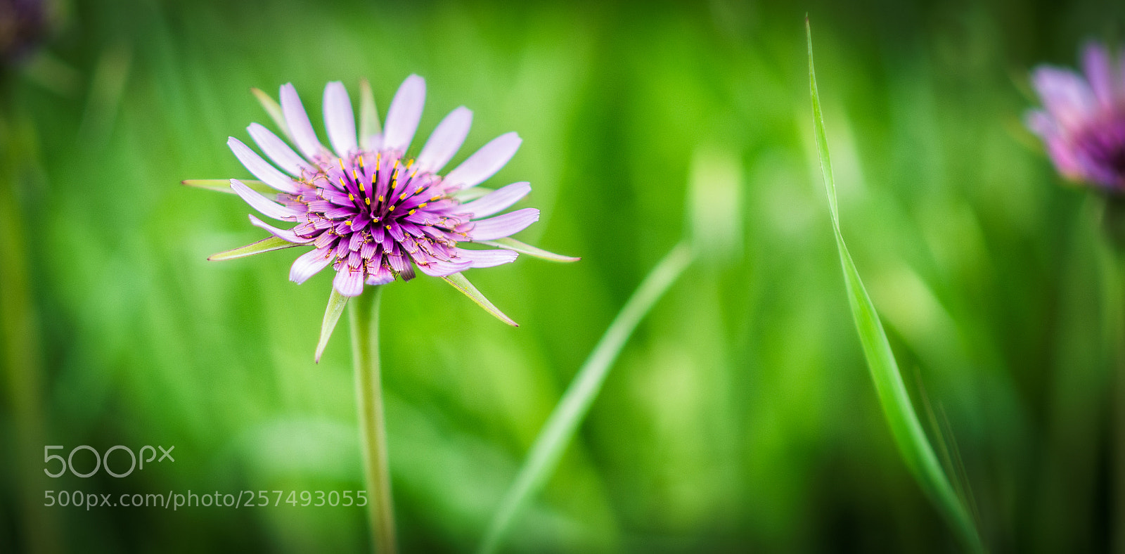 Nikon D5100 sample photo. Flower photography