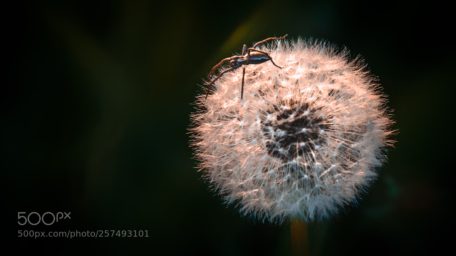Canon EOS 5D Mark II sample photo. Sunbathing photography
