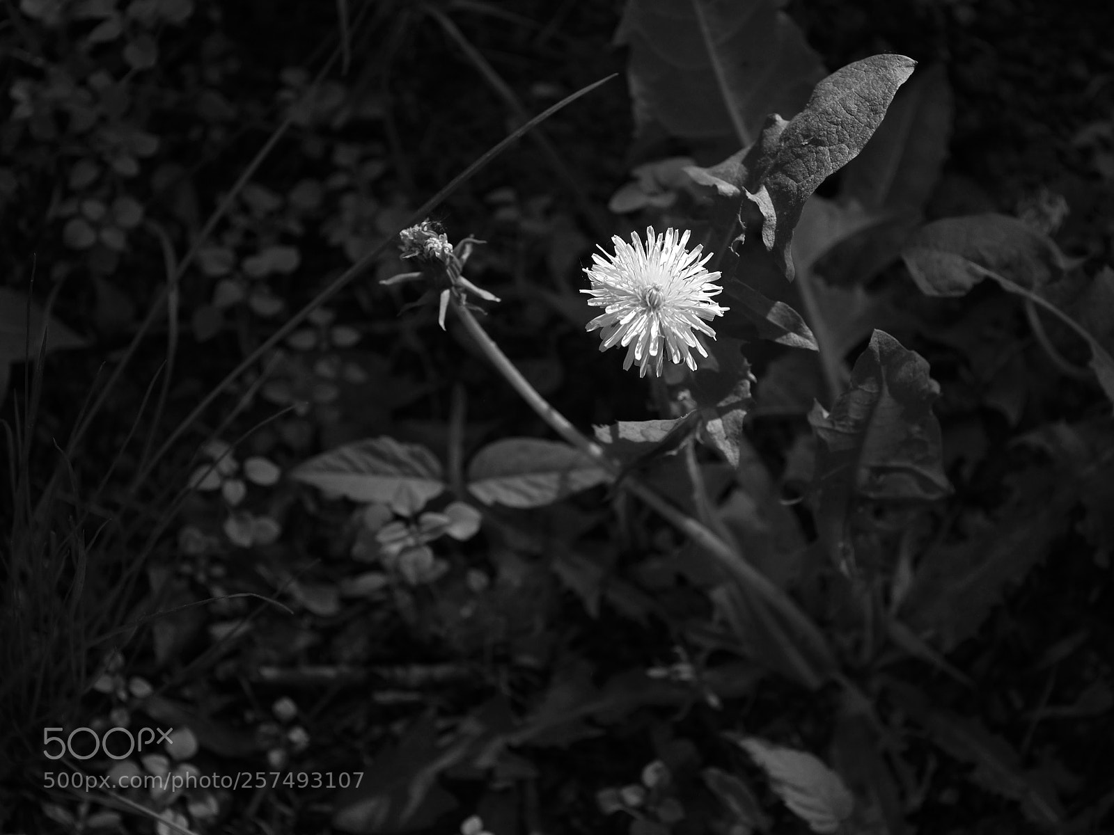 Olympus OM-D E-M10 sample photo. White flower in the photography
