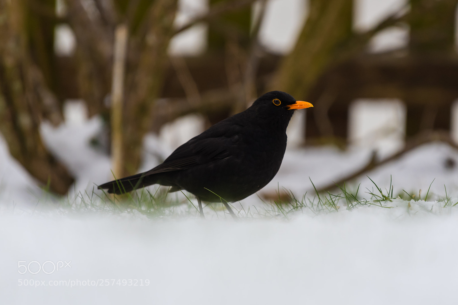 Nikon D750 sample photo. Blackbird in snow photography