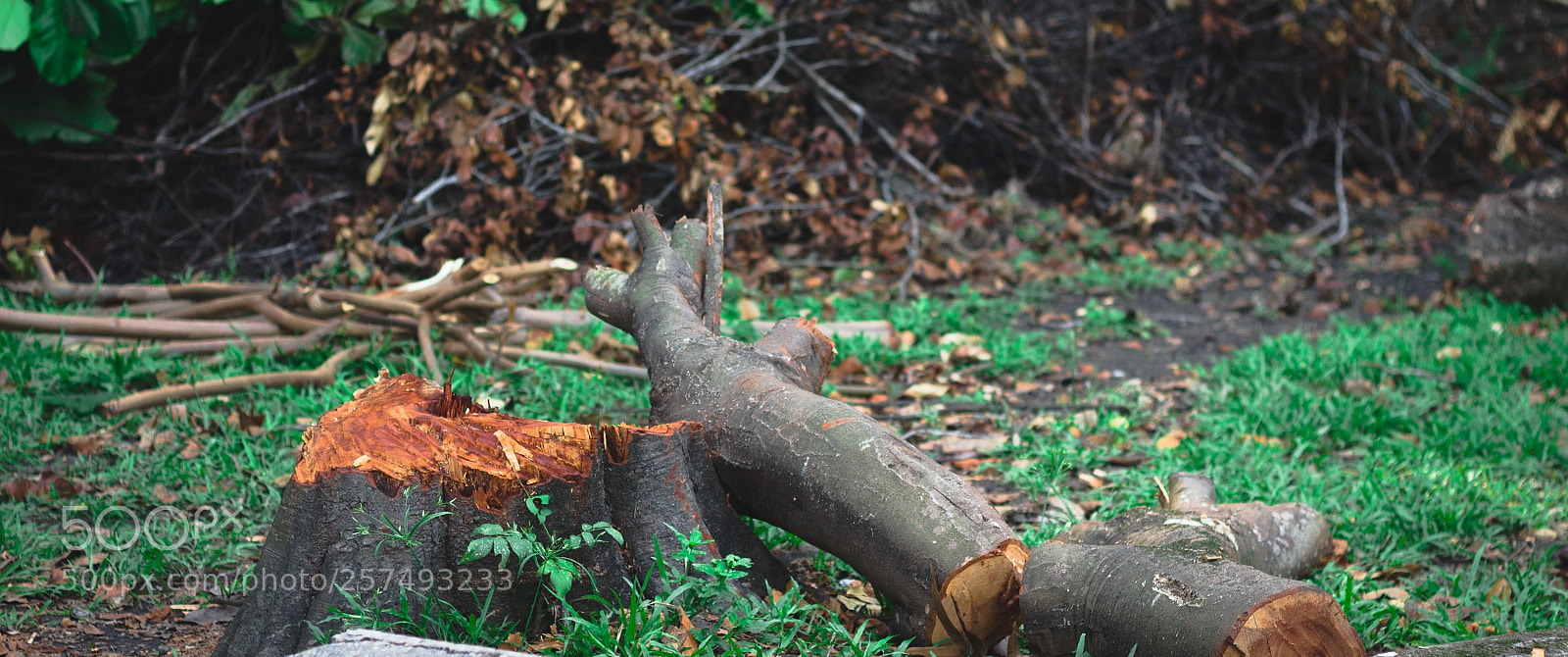Canon EOS 1200D (EOS Rebel T5 / EOS Kiss X70 / EOS Hi) sample photo. Wood photography