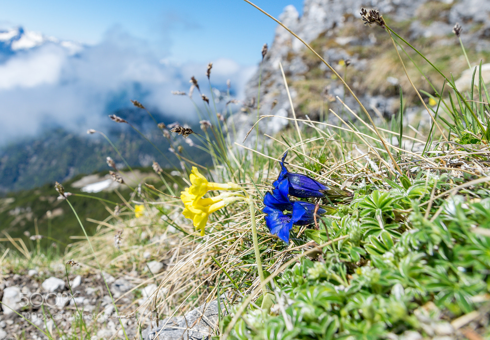 Nikon D7200 sample photo. Dem s den zugewandt.flora photography