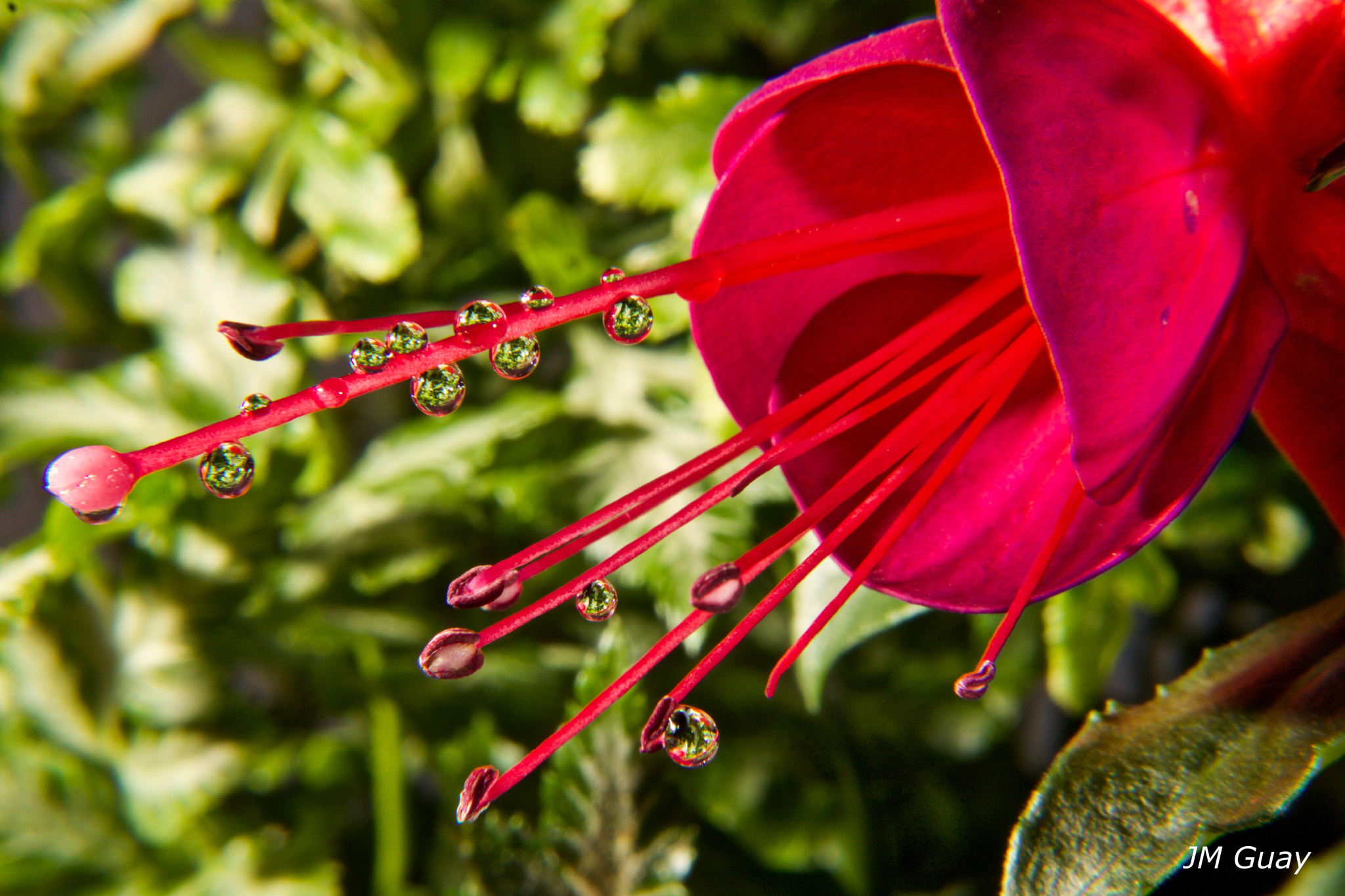 Canon EOS 760D (EOS Rebel T6s / EOS 8000D) sample photo. Fuchsia photography