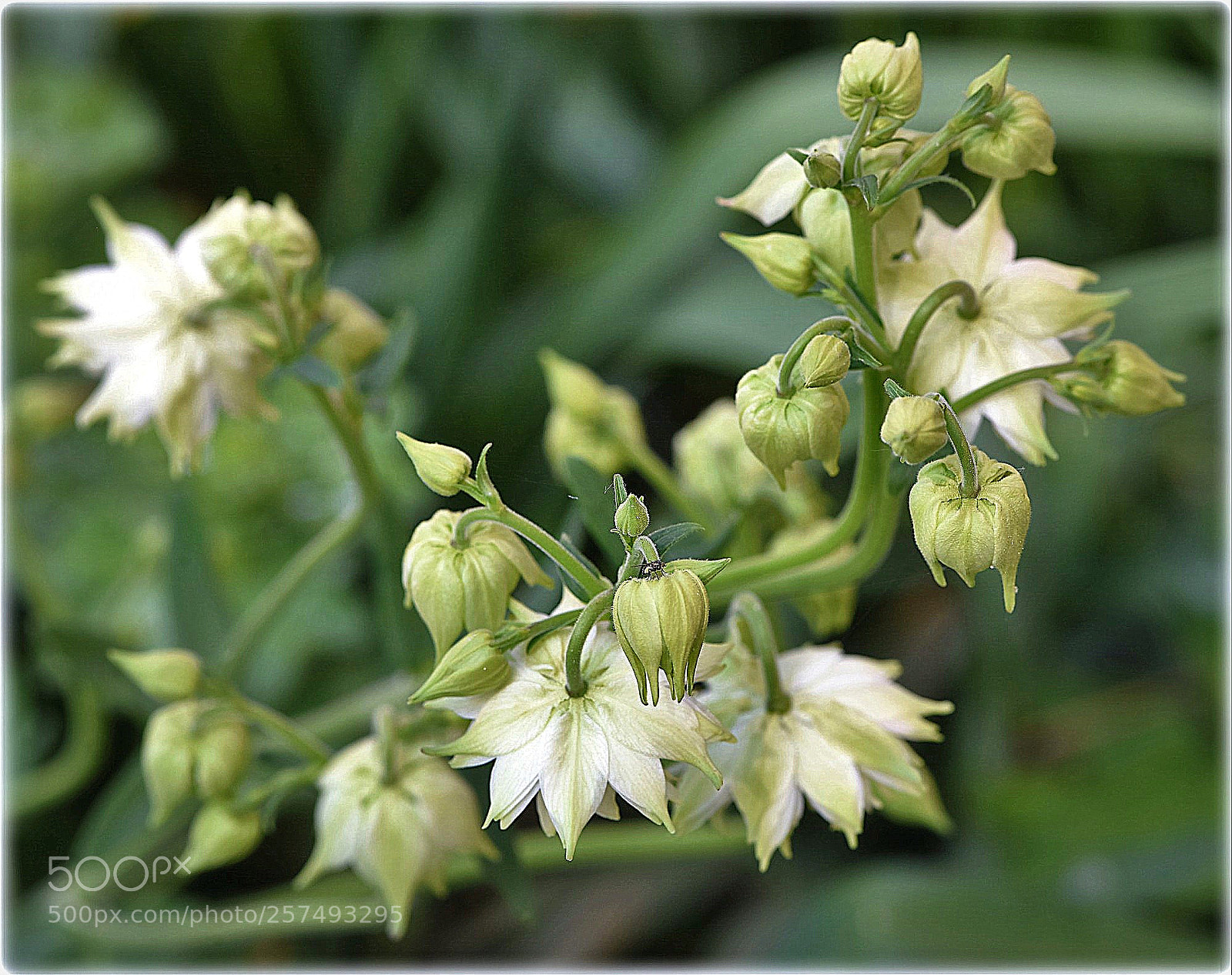 Nikon D810 sample photo. "flower in green" photography