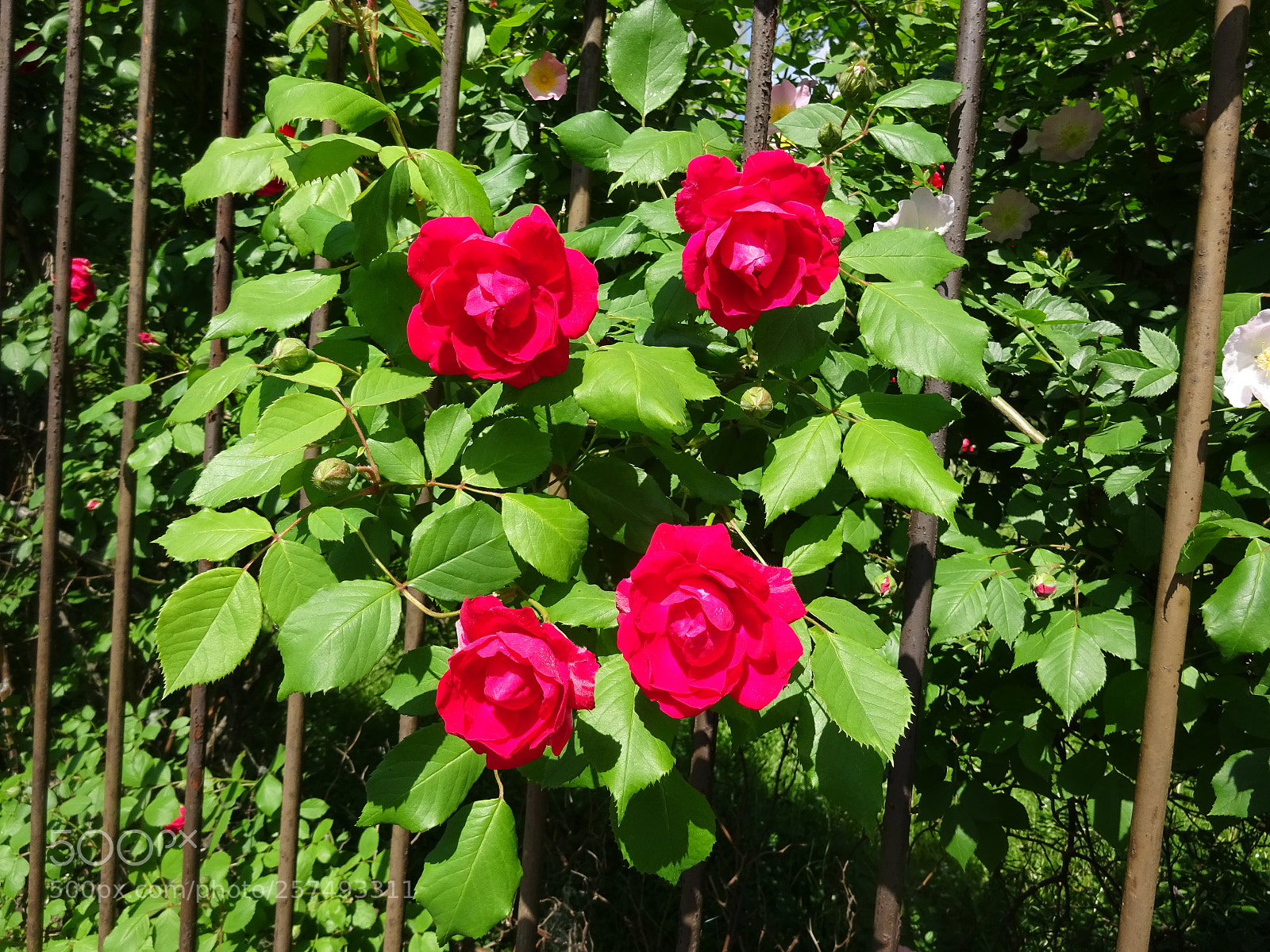 Sony Cyber-shot DSC-WX350 sample photo. T l a r photography