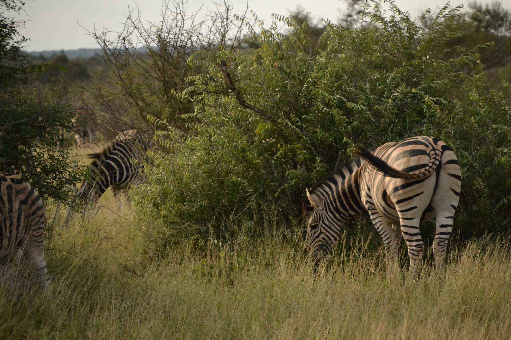 zebra sticking out ass while eating