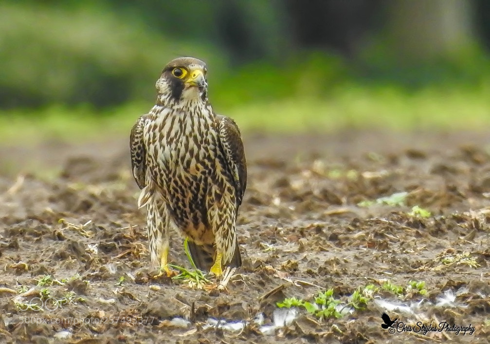 Nikon Coolpix P900 sample photo. Peregrine falcon  (slechtvalk) photography