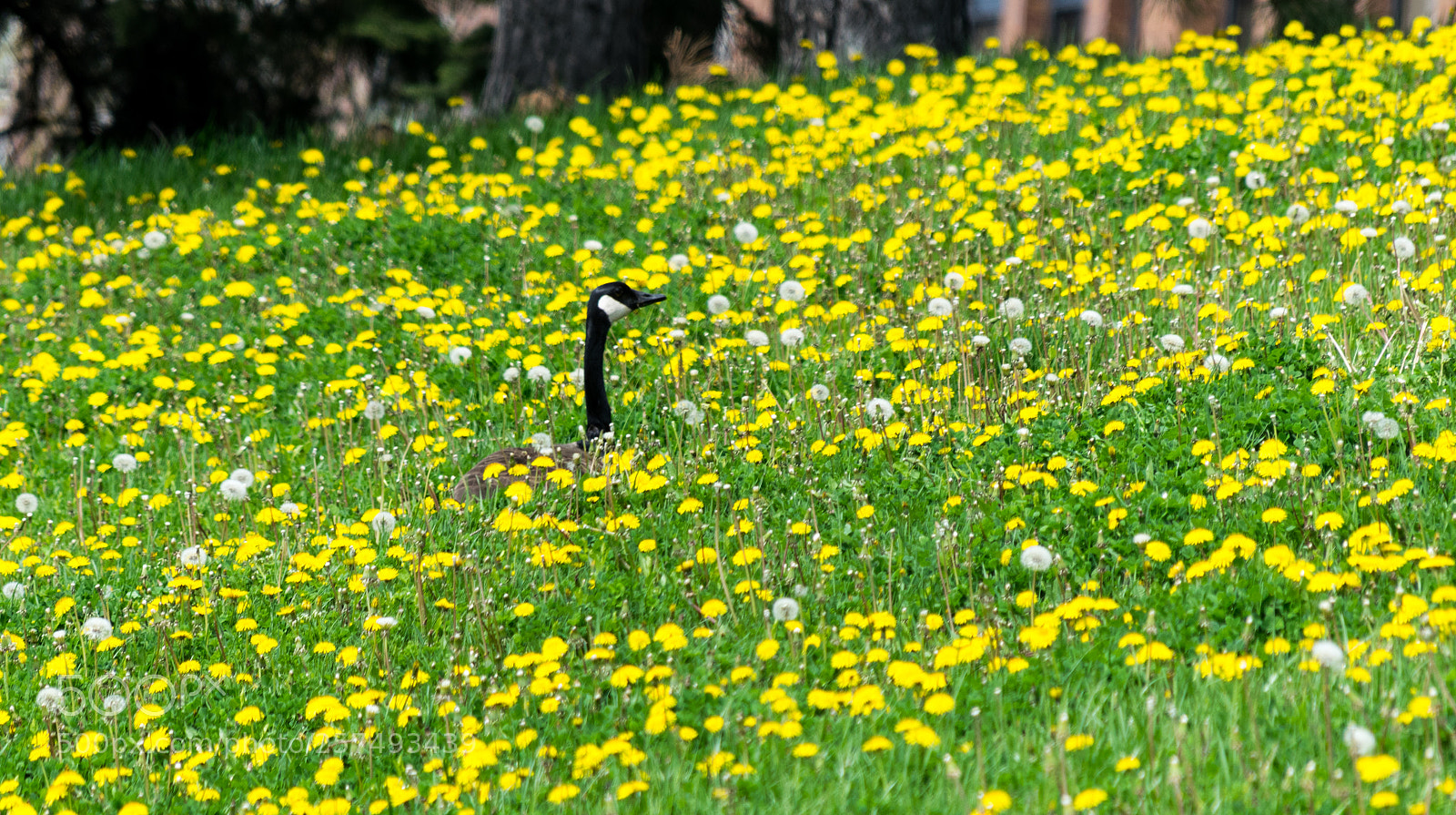 Nikon D3300 sample photo. Goose in the garden photography