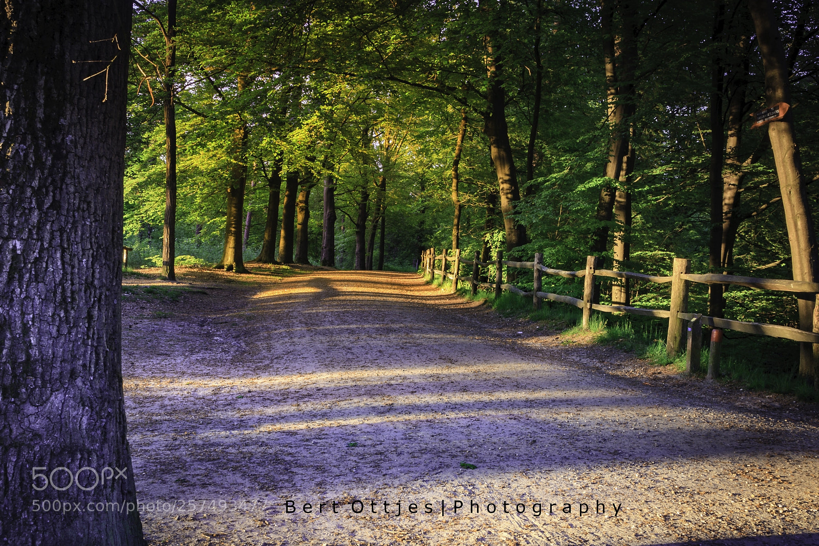 Canon EOS 40D sample photo. Sunset in forest photography