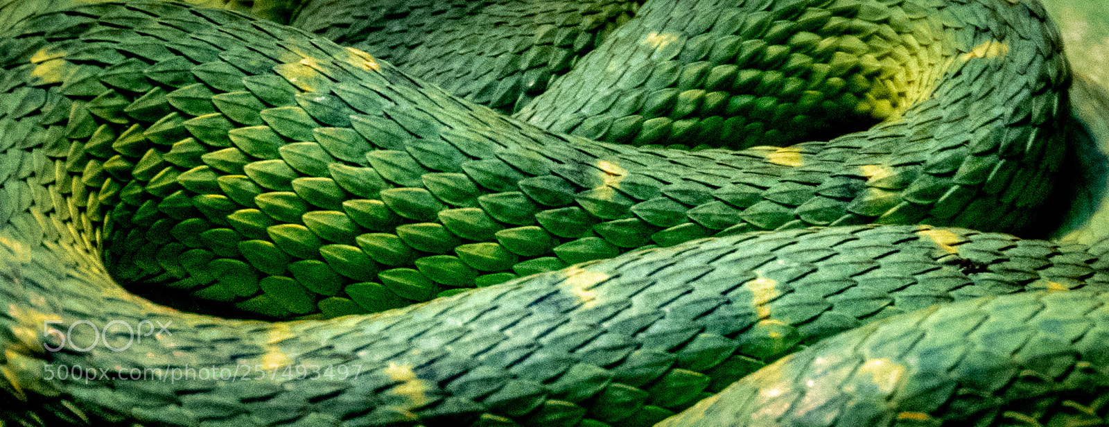 Nikon D7500 sample photo. Green scales photography
