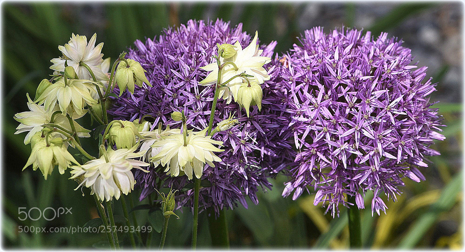 Nikon D810 sample photo. "composition" photography