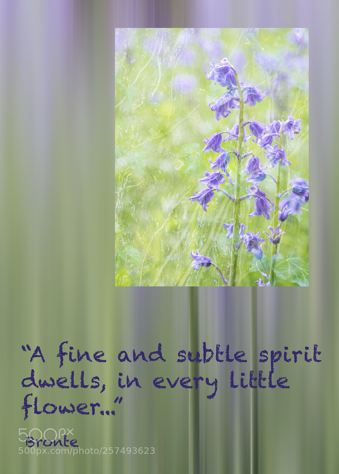 Nikon D7100 sample photo. Bluebells photography
