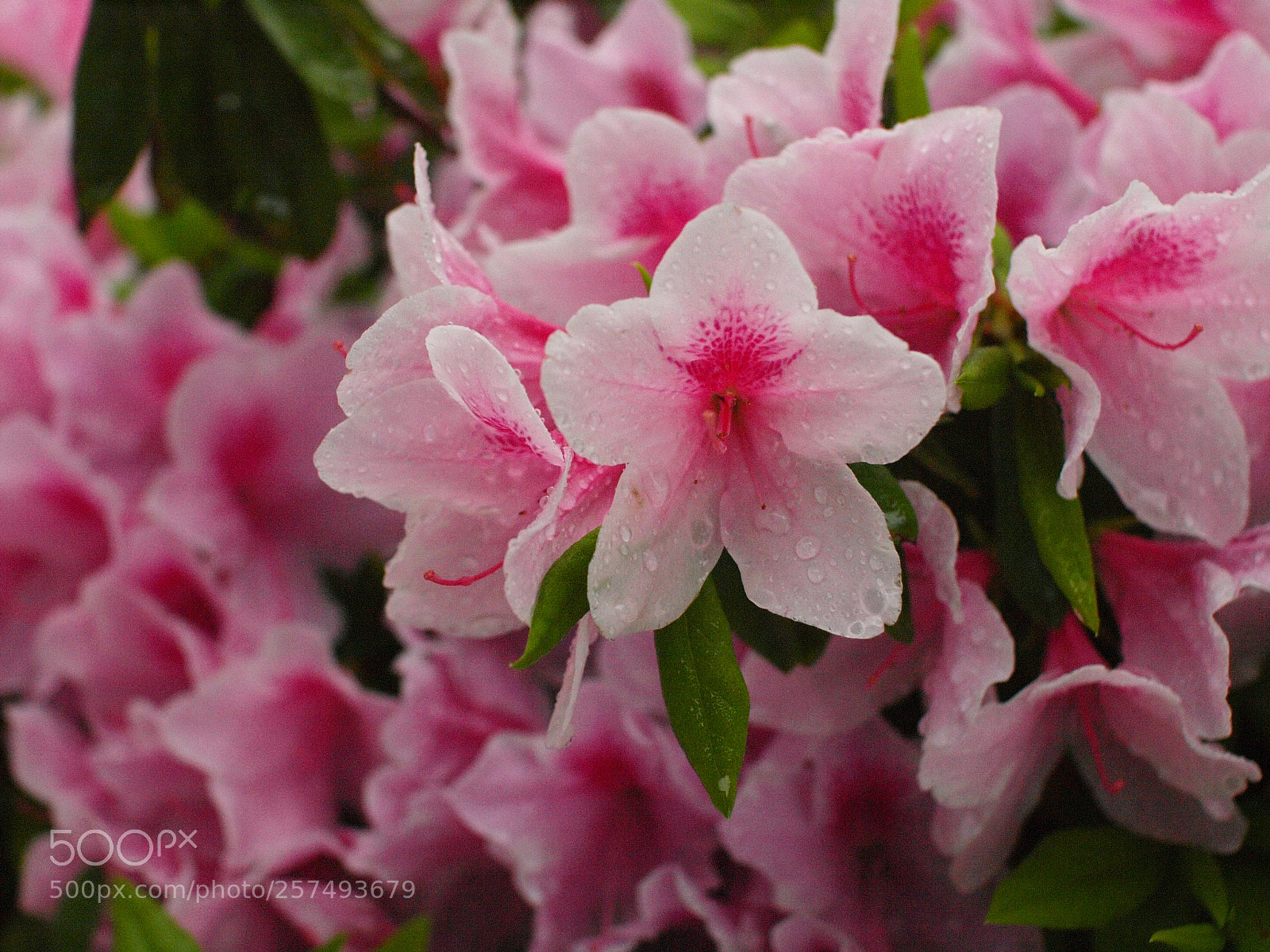 Olympus E-3 sample photo. Satsuki photography