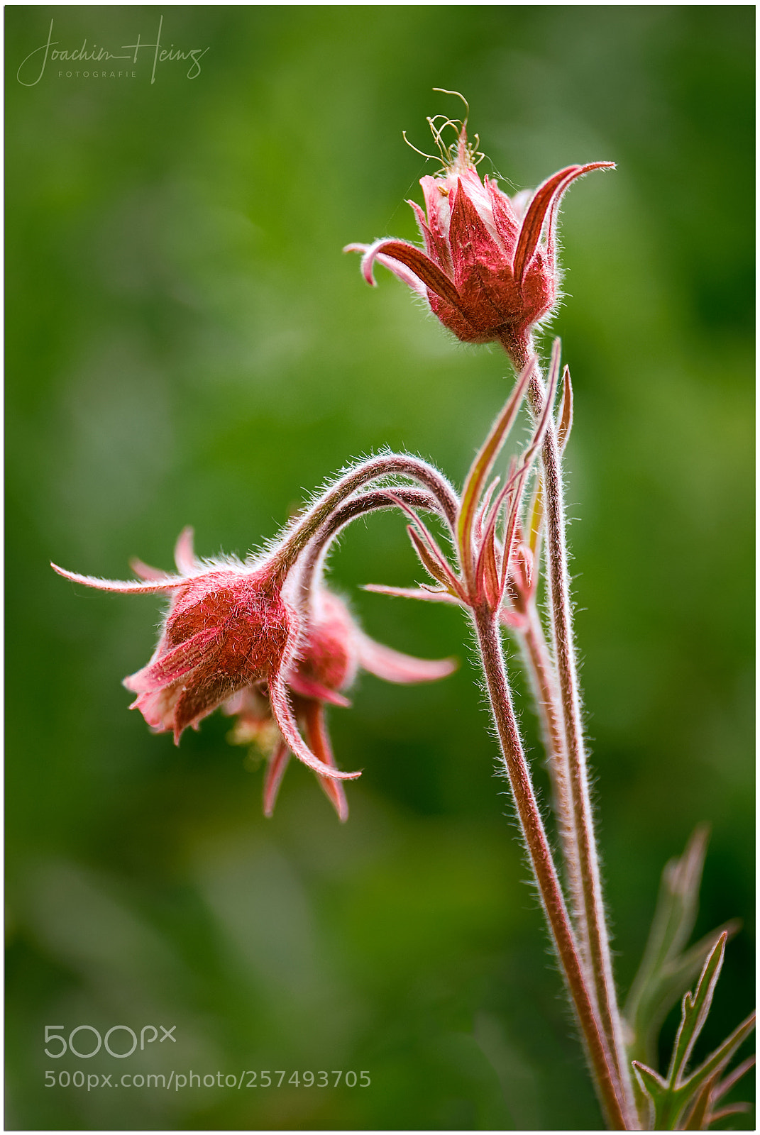 Fujifilm X-T1 sample photo. Red beauty photography