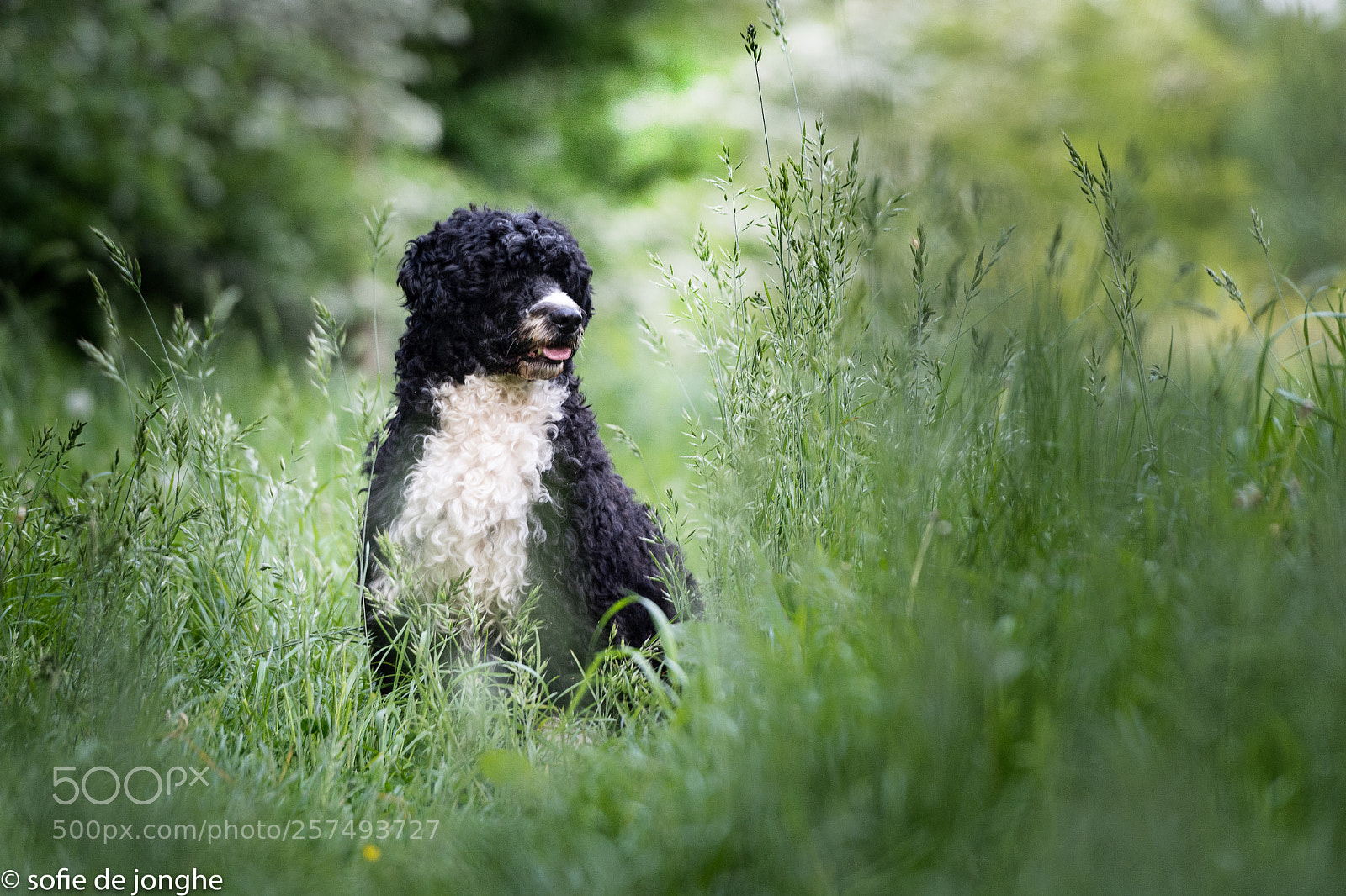 Nikon D7200 sample photo. Frodo photography
