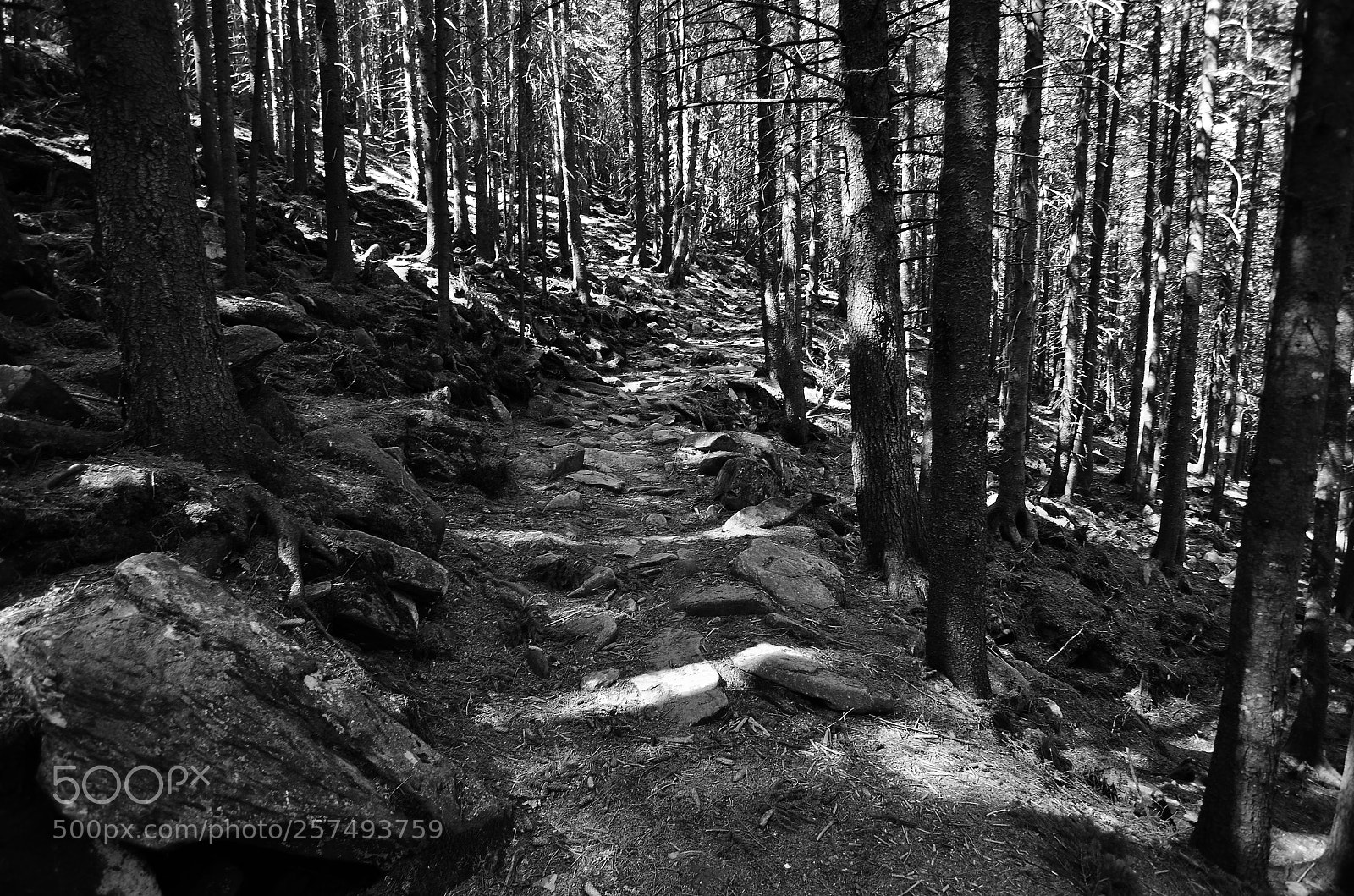 Nikon D7000 sample photo. Path photography