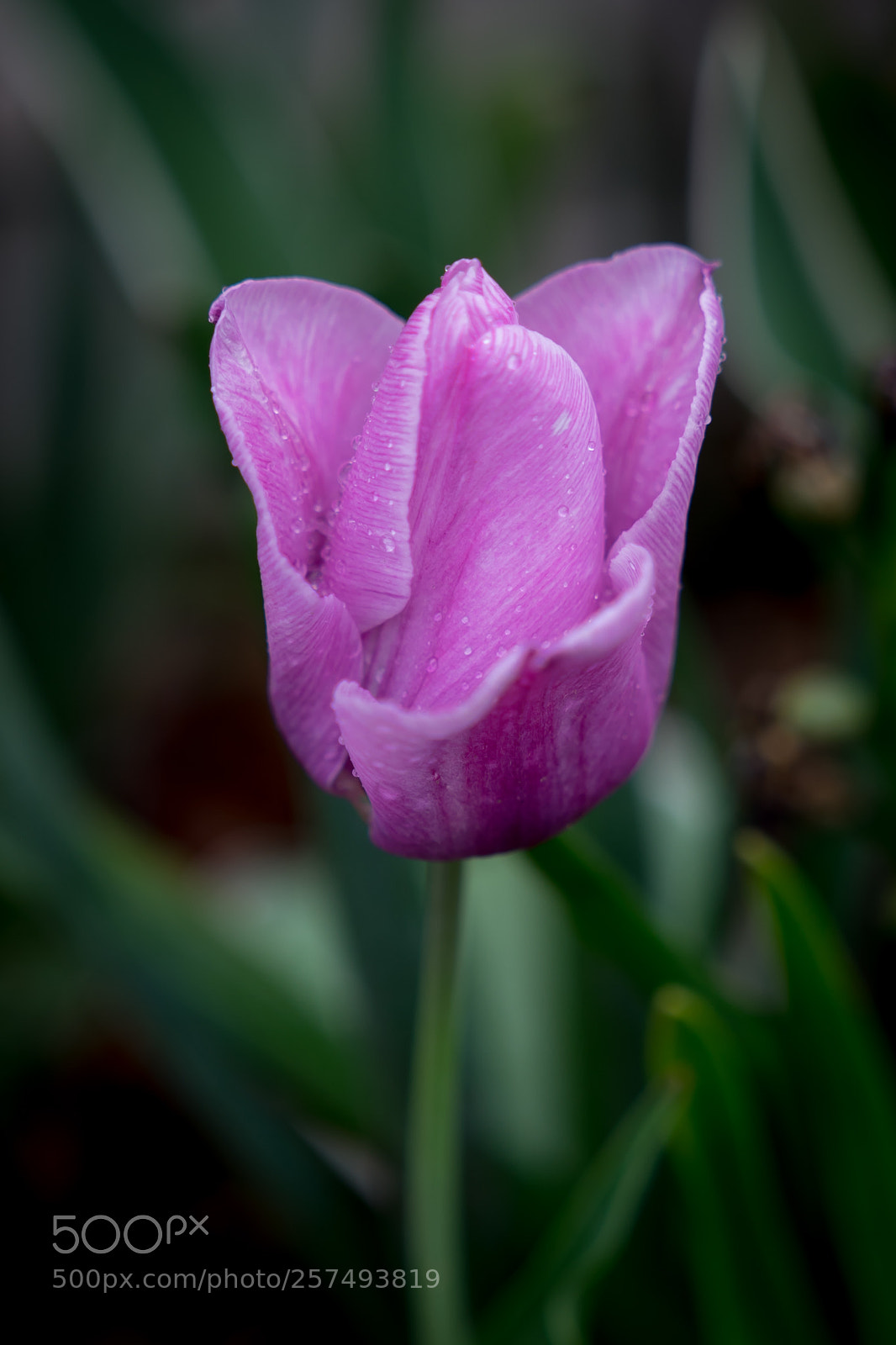 Sony a7 II sample photo. Tulip photography
