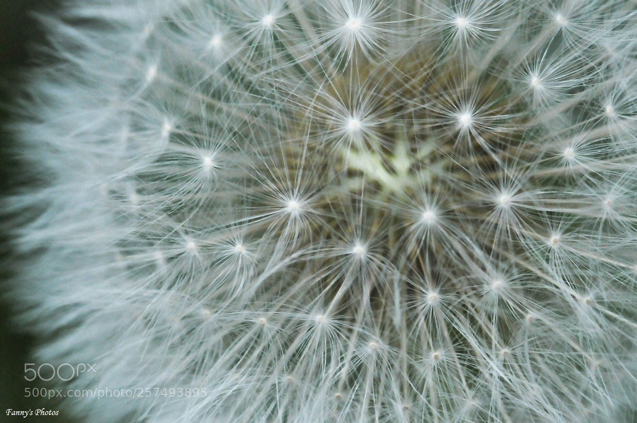 Nikon D300S sample photo. Pissenlit photography