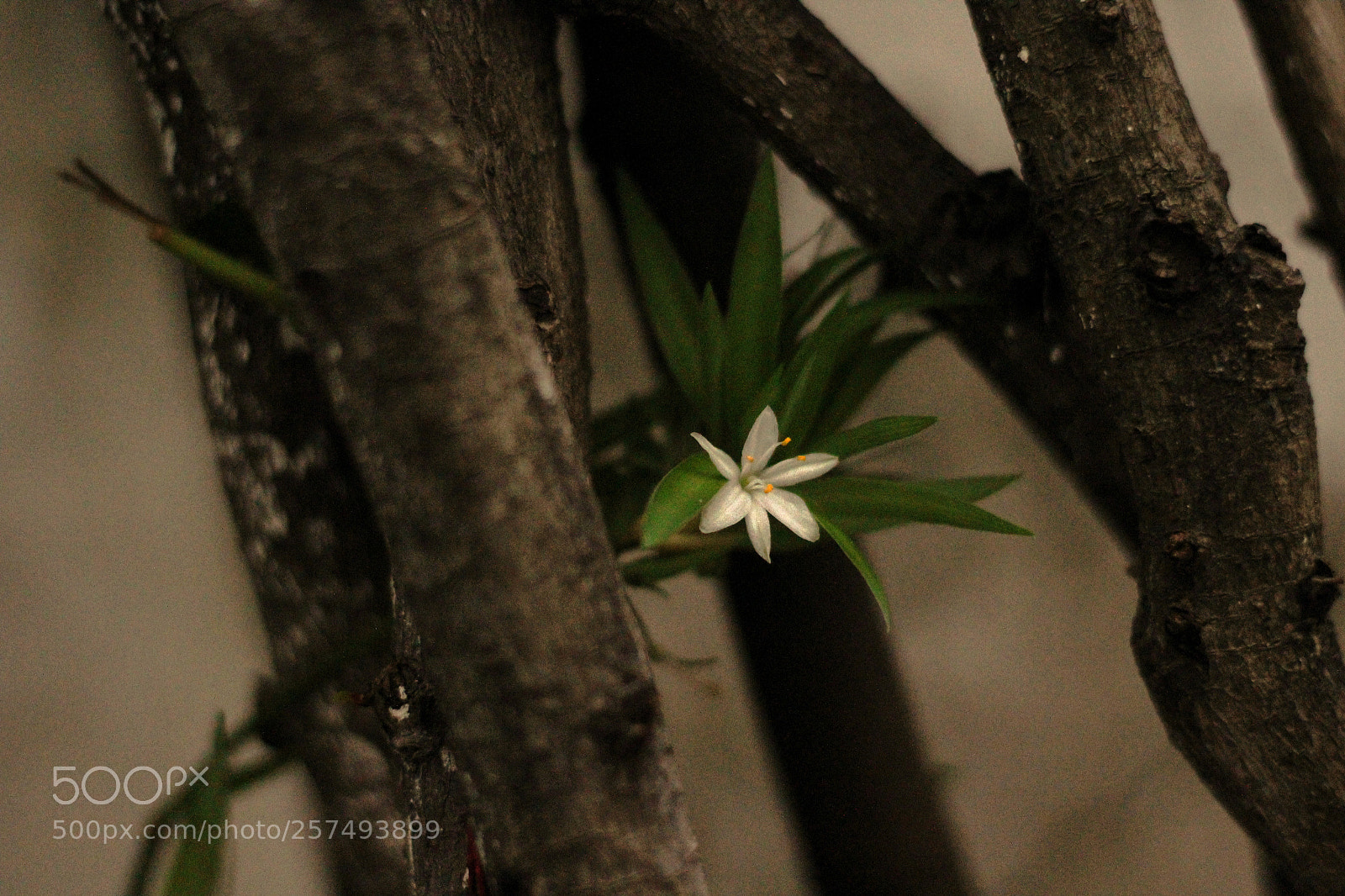 Canon EOS 1200D (EOS Rebel T5 / EOS Kiss X70 / EOS Hi) sample photo. Untitled photography