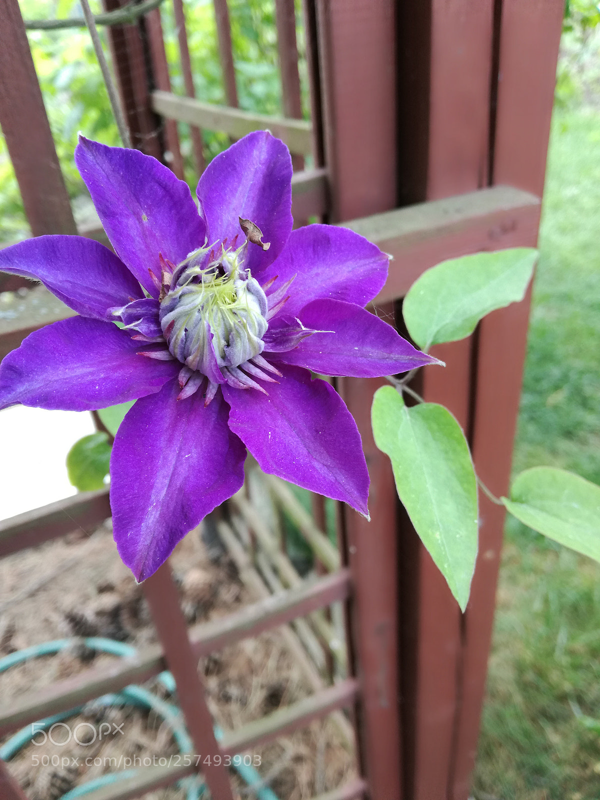 HUAWEI P9 LITE sample photo. Bty photography