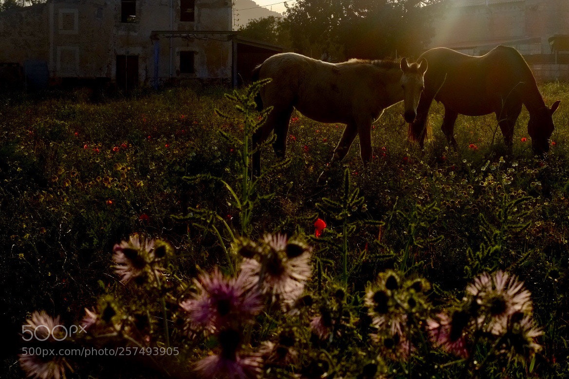 Fujifilm X-E1 sample photo. Untitled photography