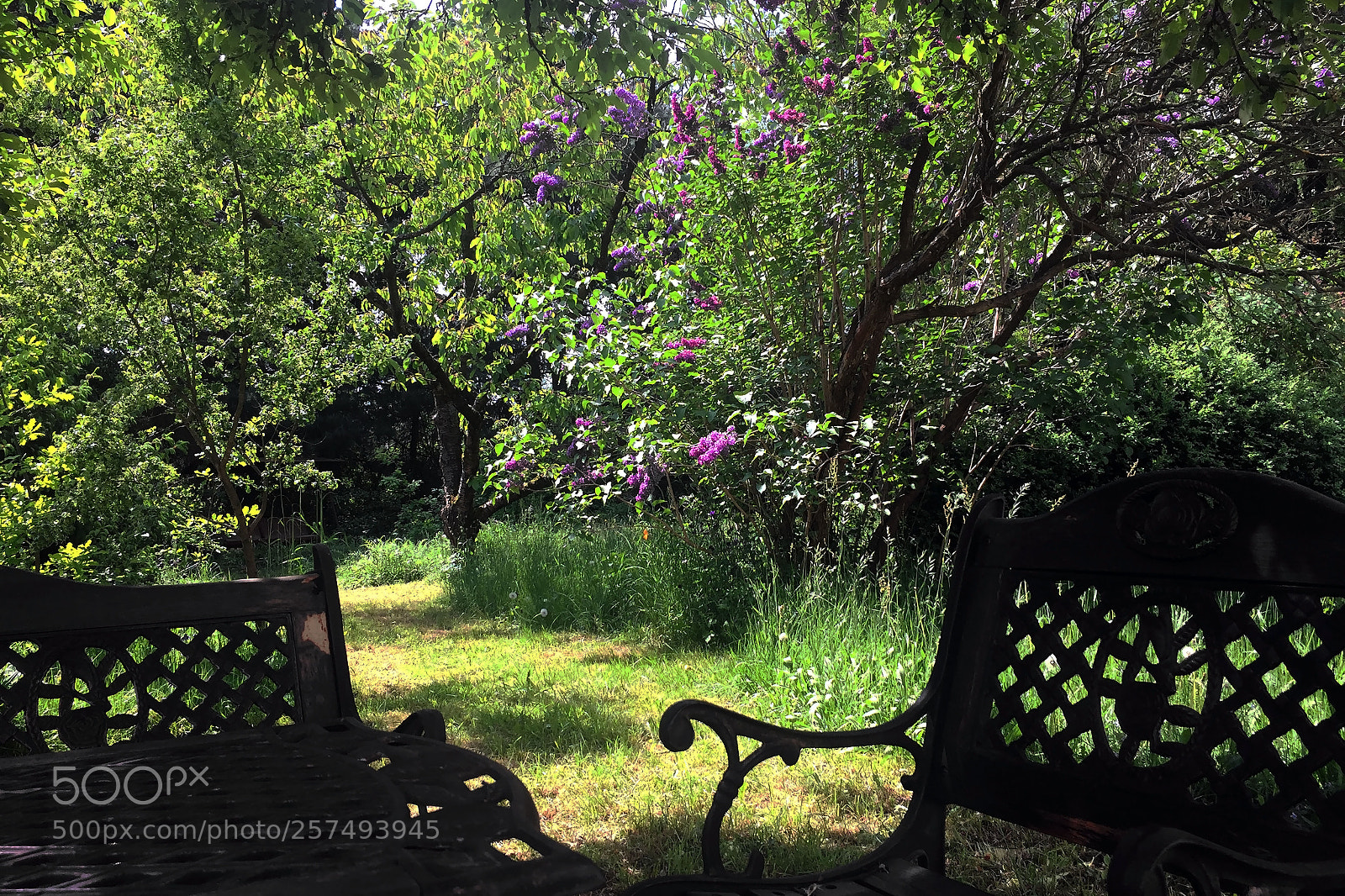 Apple iPhone 6 sample photo. ... photography