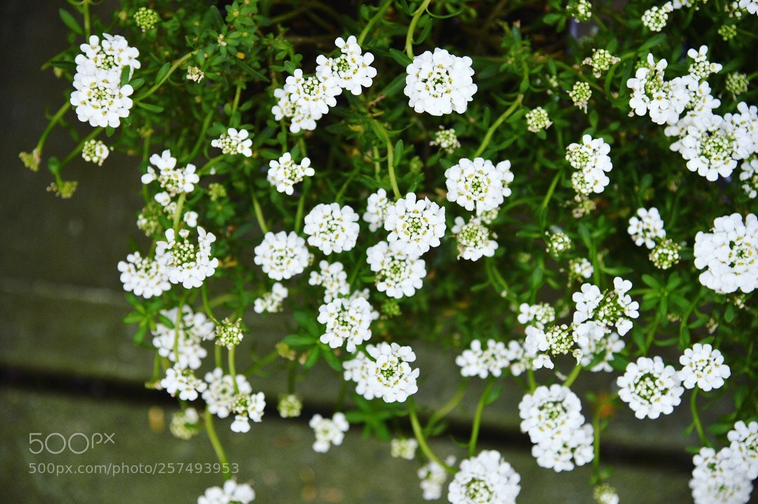 Nikon D750 sample photo. Unknown blossom photography
