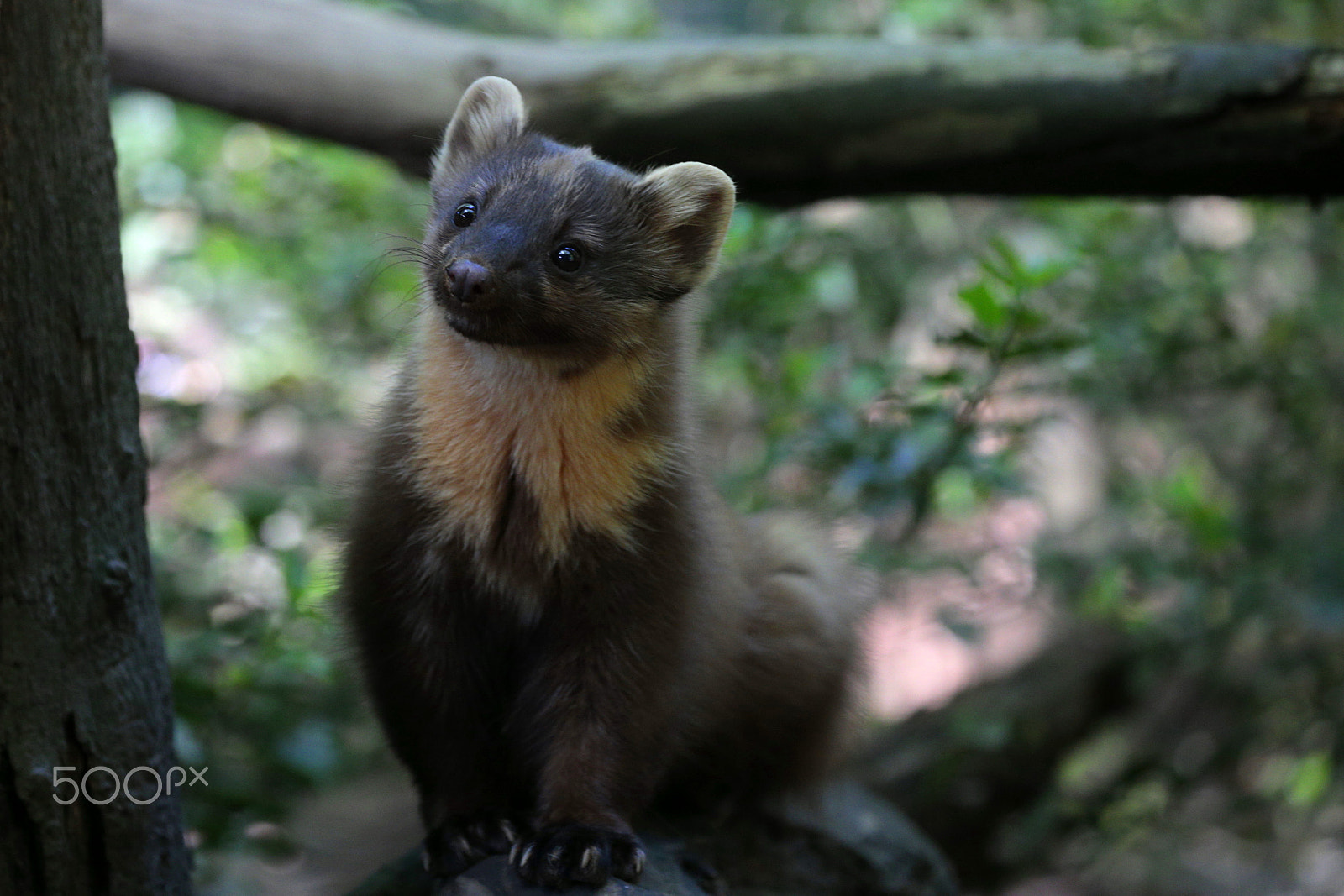 Canon EOS-1D X sample photo. Lovely eyes photography