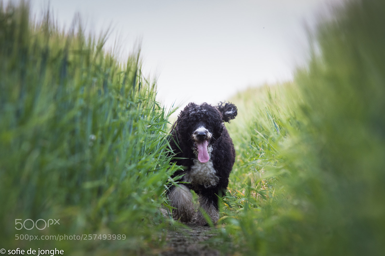 Nikon D7200 sample photo. Evening in the fields photography