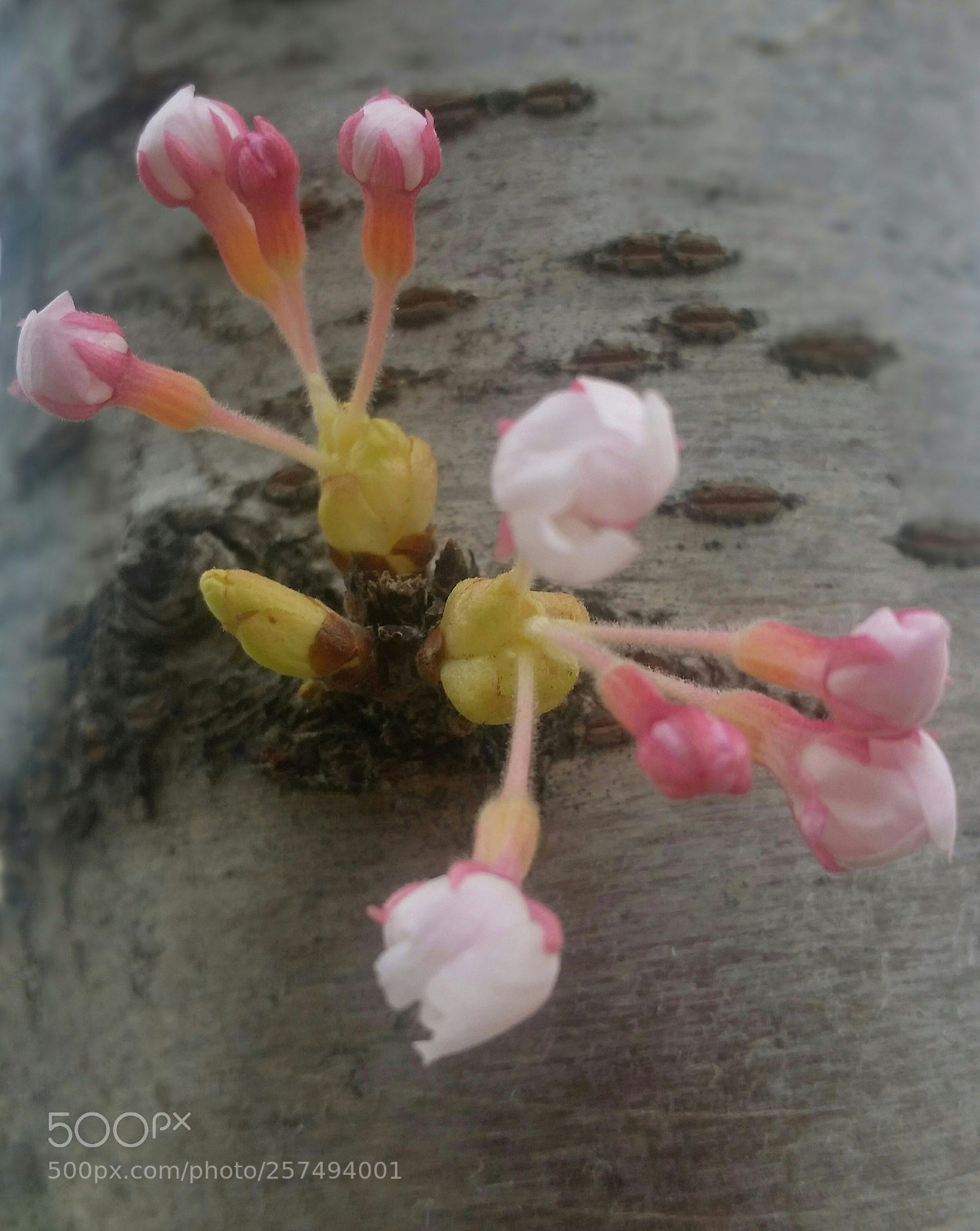 Samsung Galaxy S5 sample photo. Spring photography