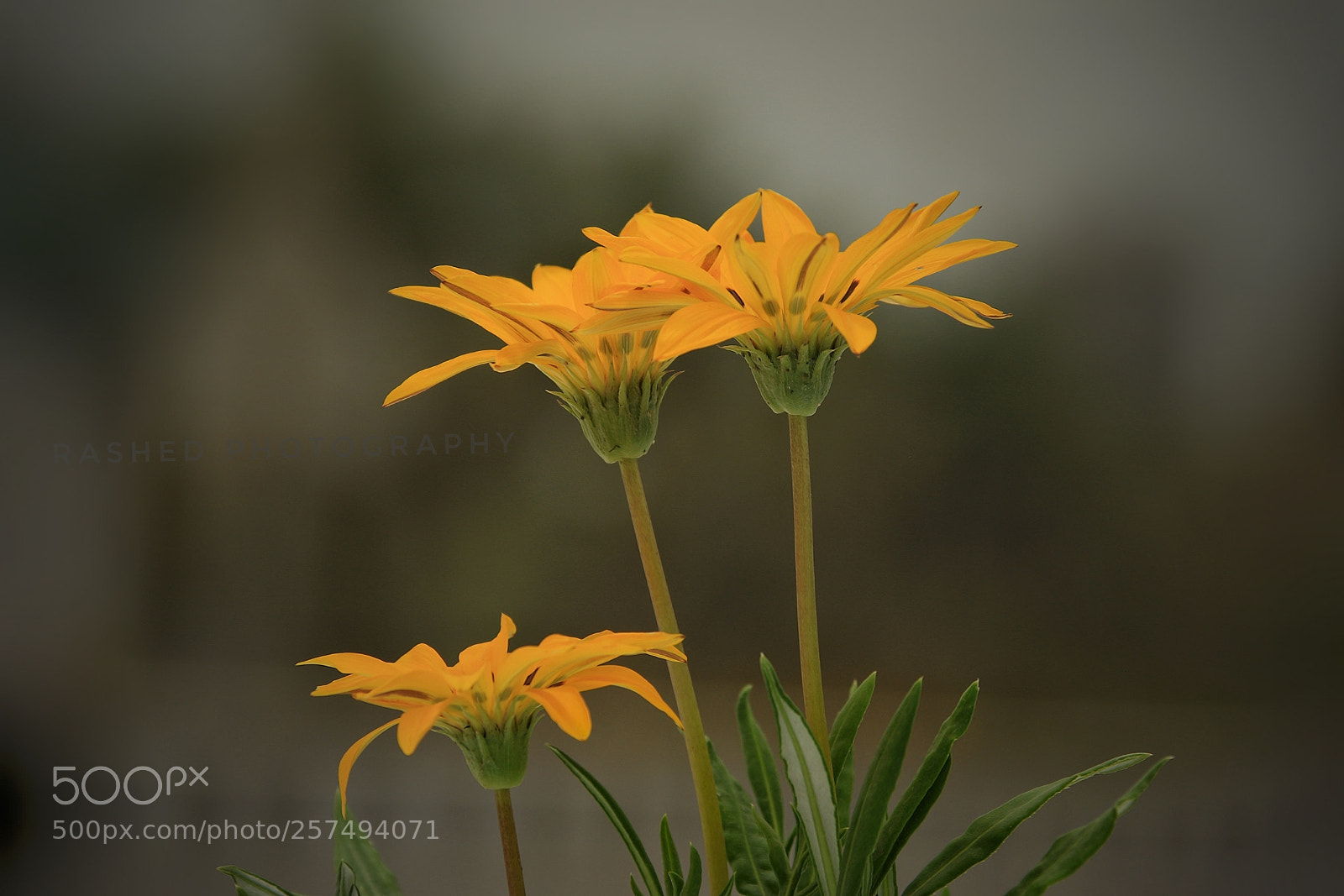 Canon EOS 7D Mark II sample photo. Untitled photography