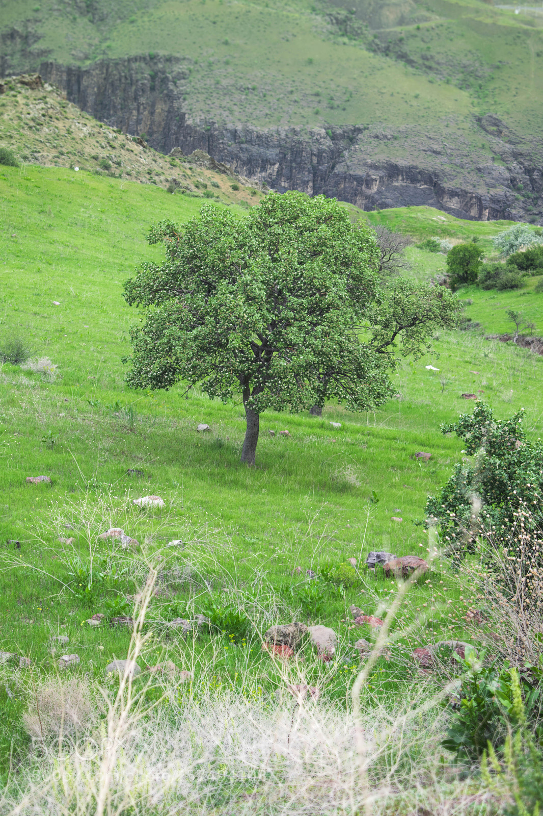 Nikon D5300 sample photo. Tree photography
