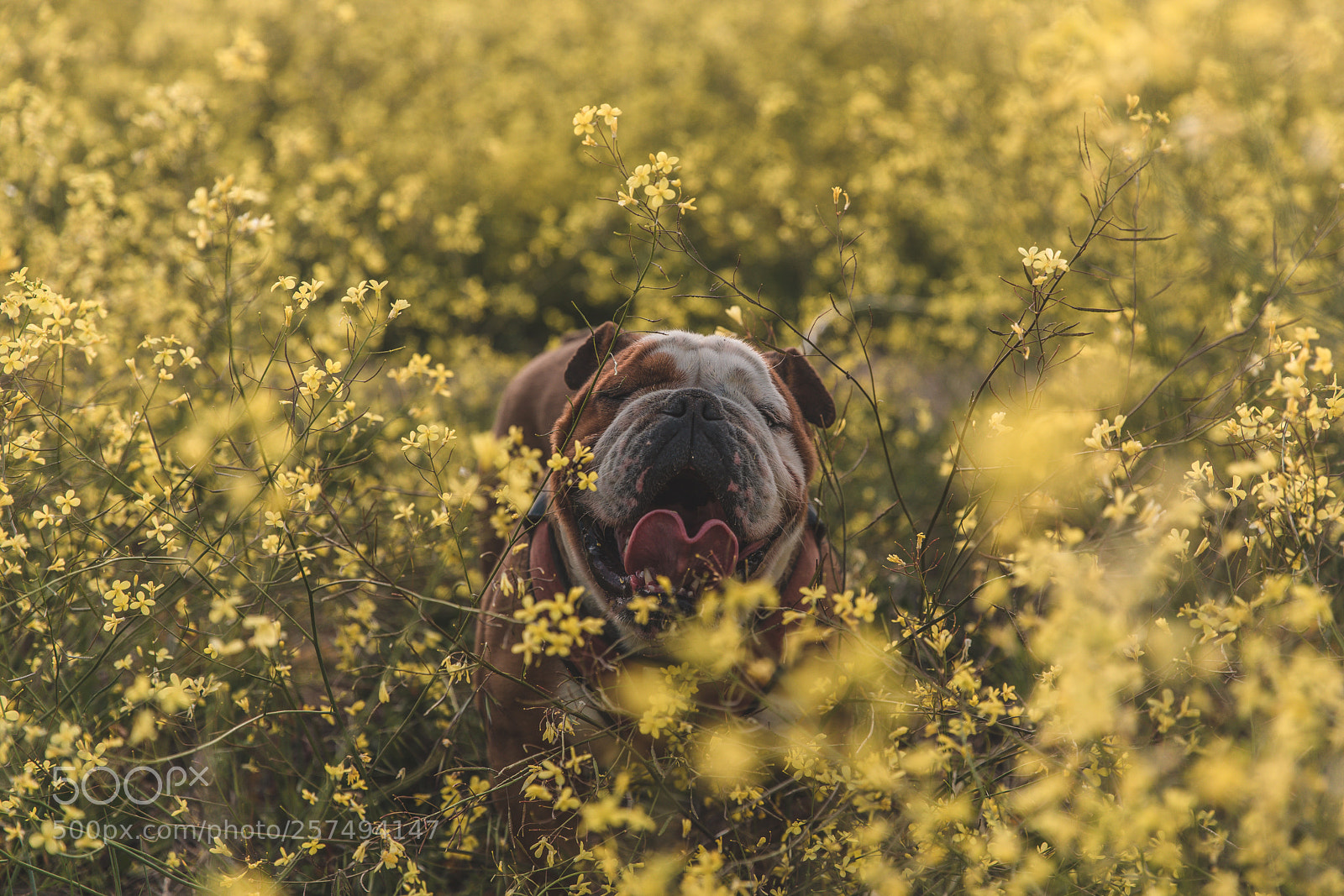 Canon EOS 5D Mark IV sample photo. Untitled photography