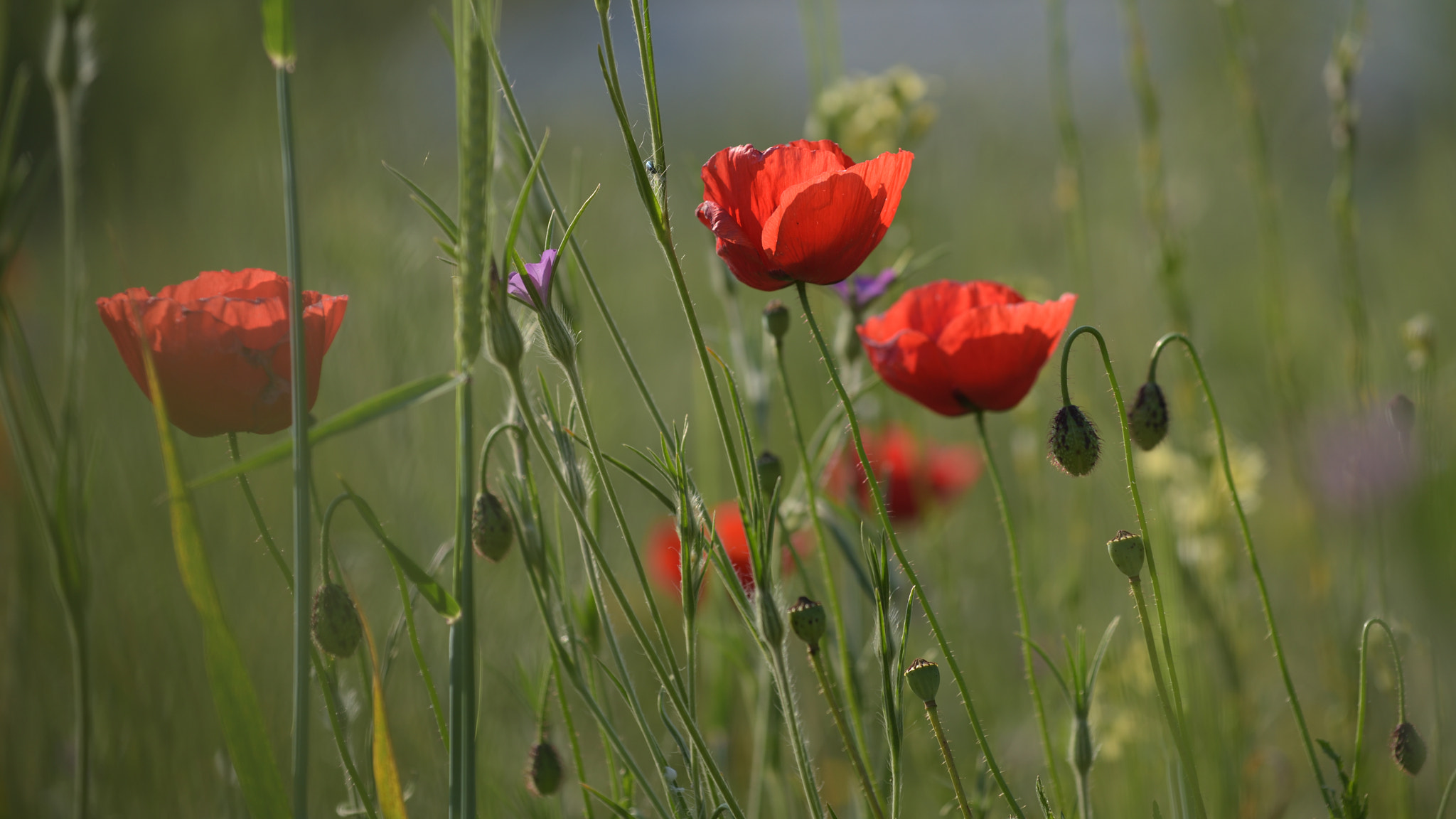 Nikon AF-S Nikkor 70-200mm F4G ED VR sample photo. Red spring photography