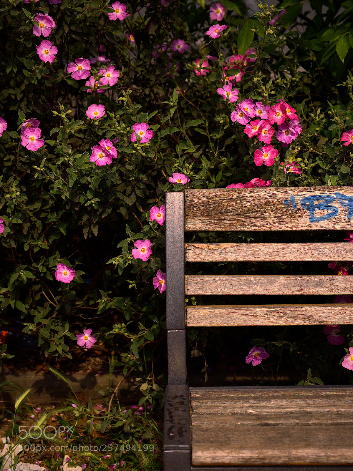 Panasonic Lumix DC-GH5 sample photo. Le printemps dans la photography